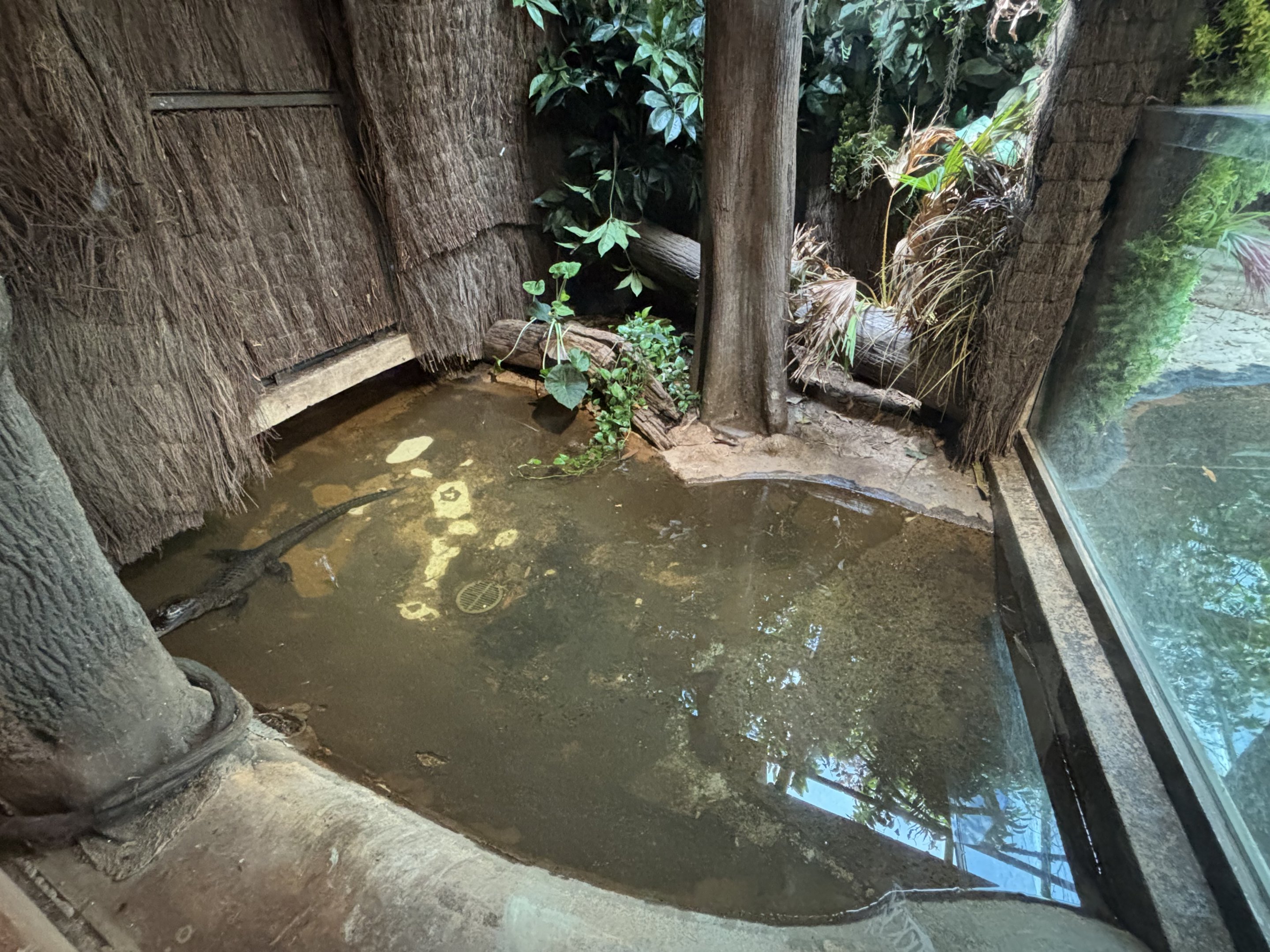 Chinese Alligator Exhibit - too small