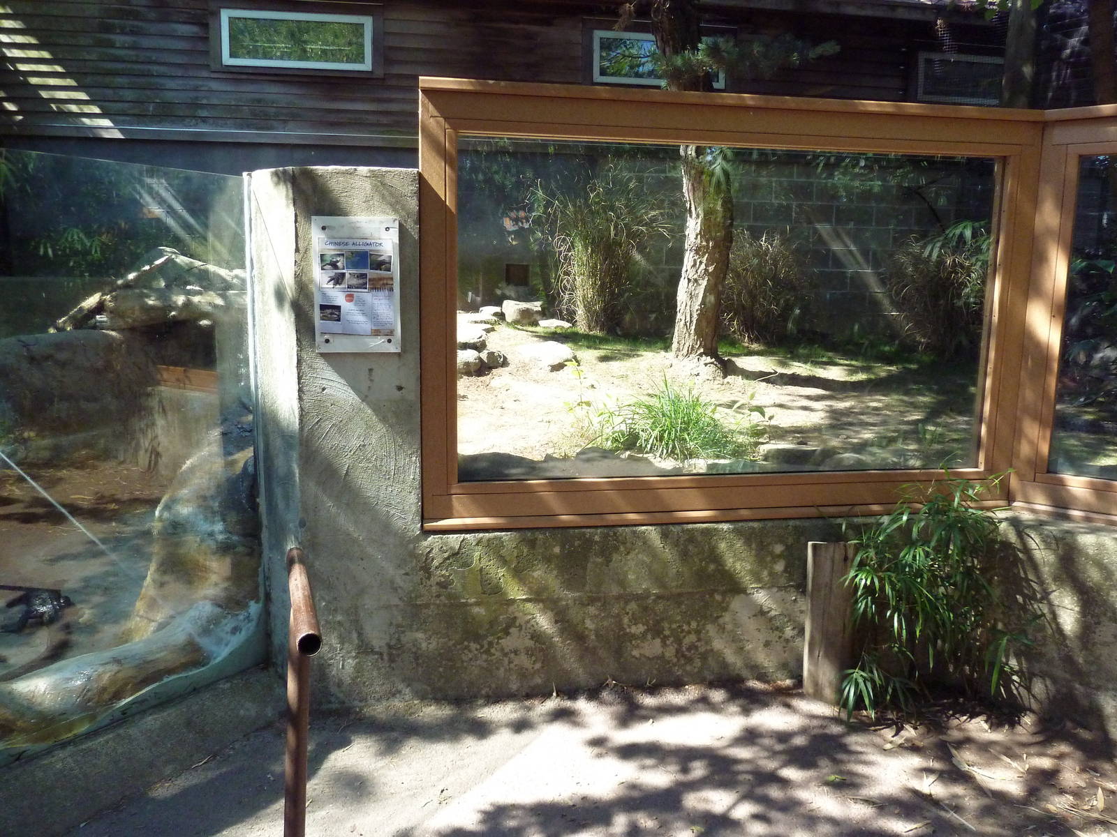 Chinese Alligator Exhibit