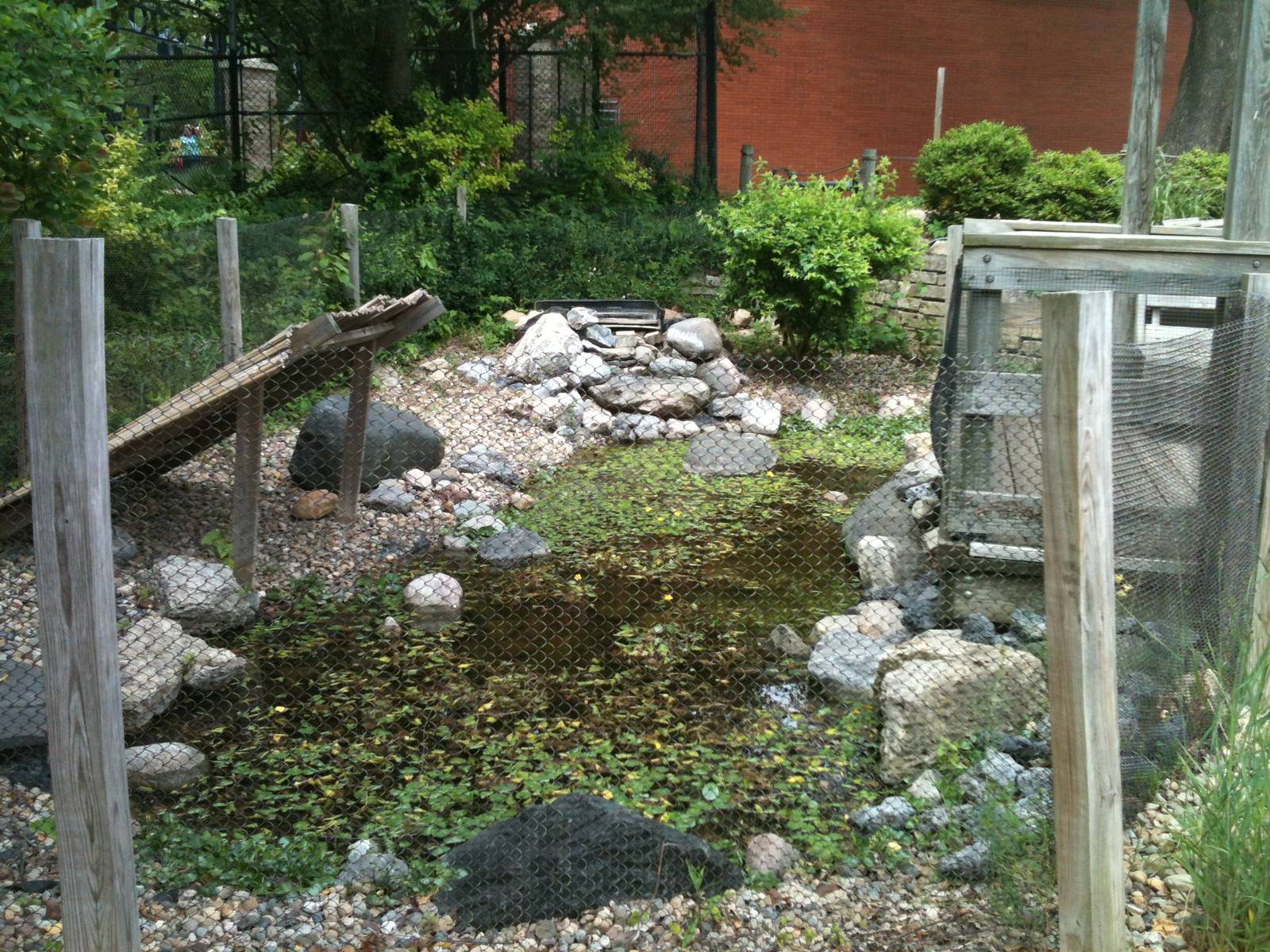 Chinese Alligator exhibit