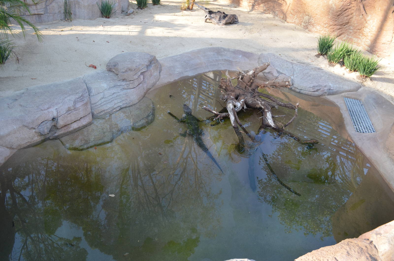 Chinese Alligator Exhibit