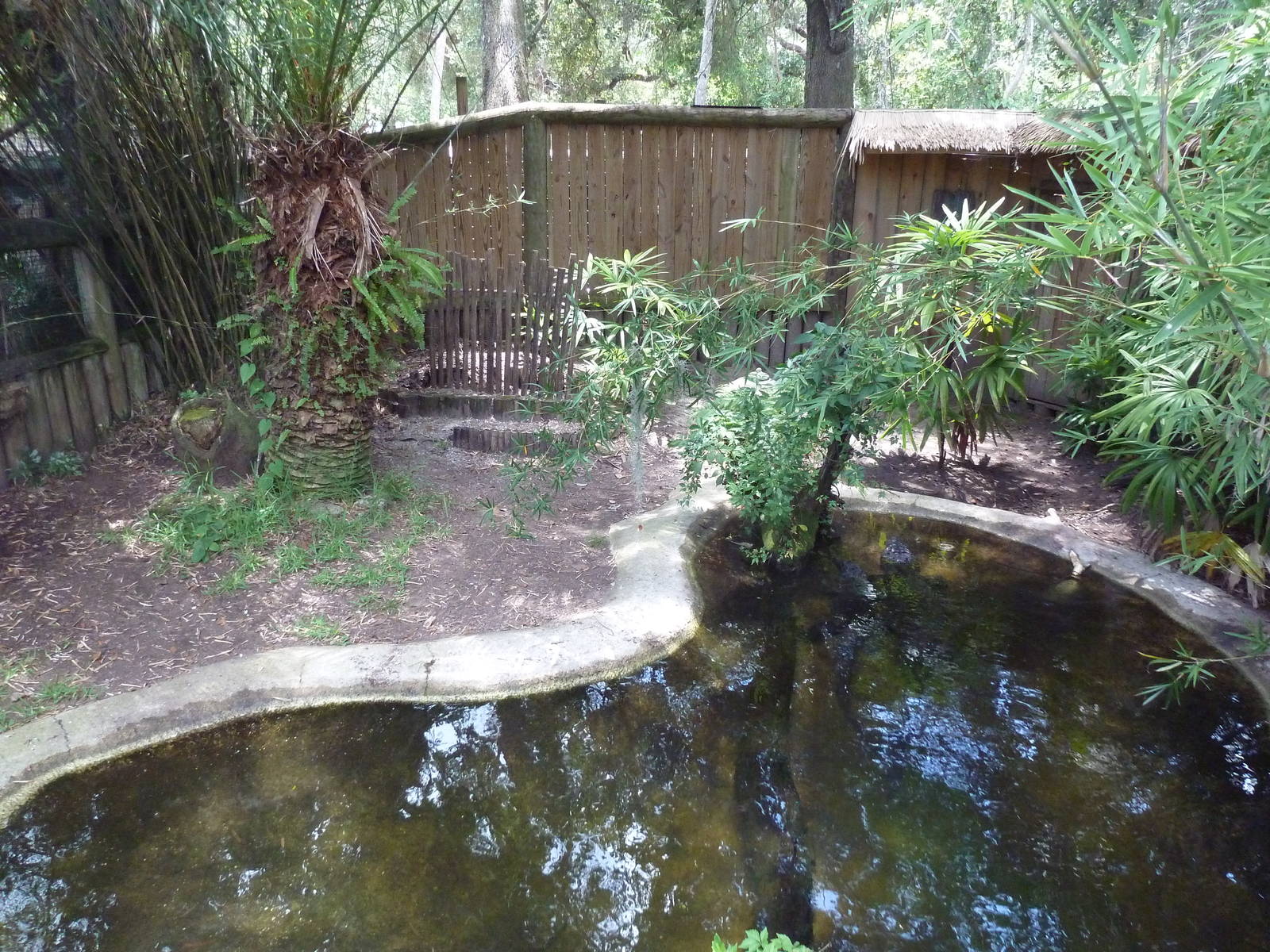 Chinese Alligator Exhibit