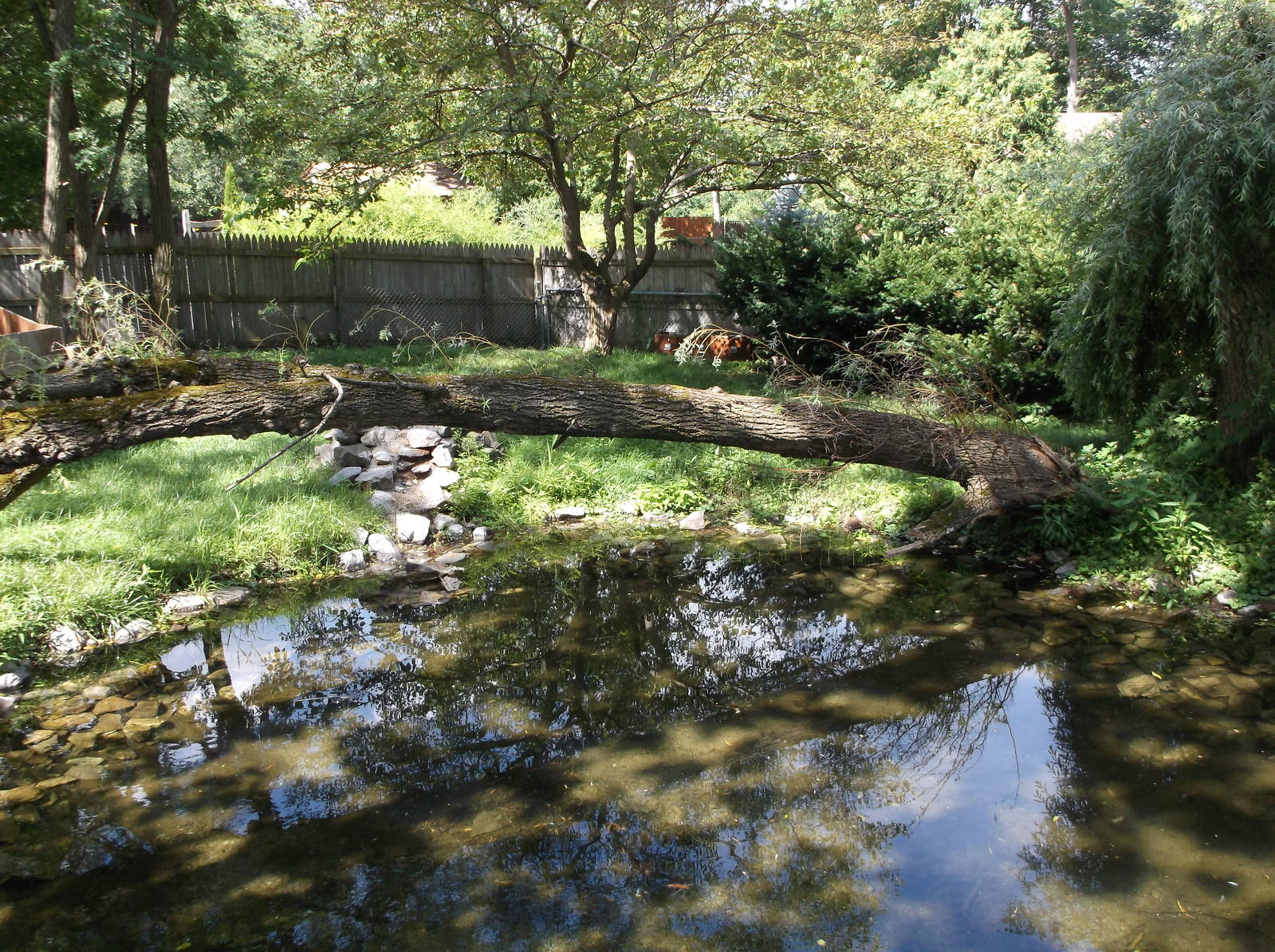 Chinese Alligator exhibit
