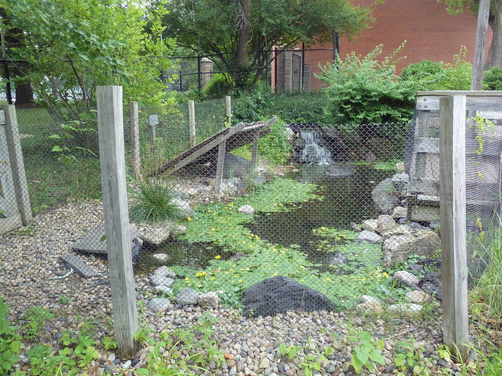 Chinese Alligator Exhibit