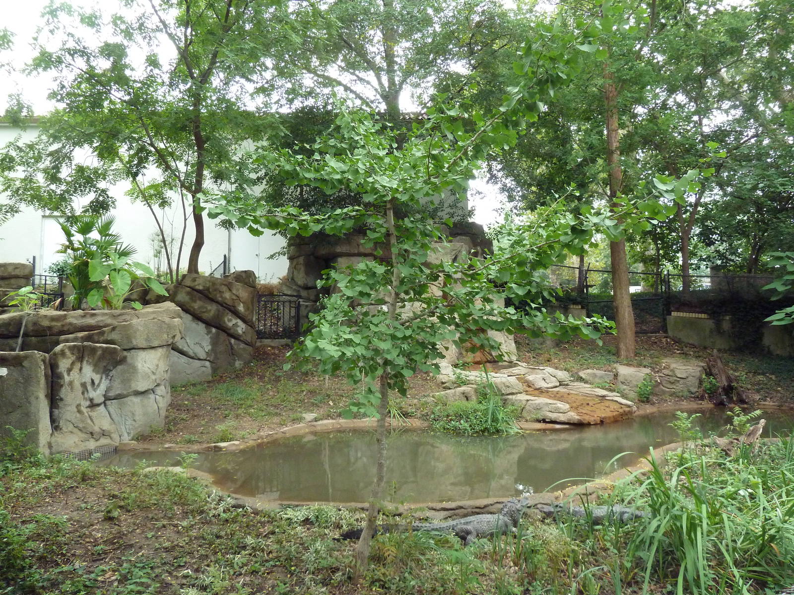 Chinese Alligator Exhibit