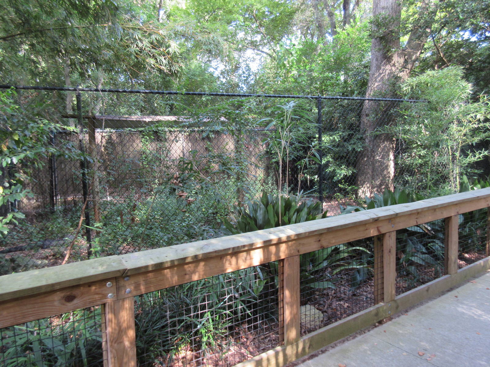 Chinese Alligator Exhibit