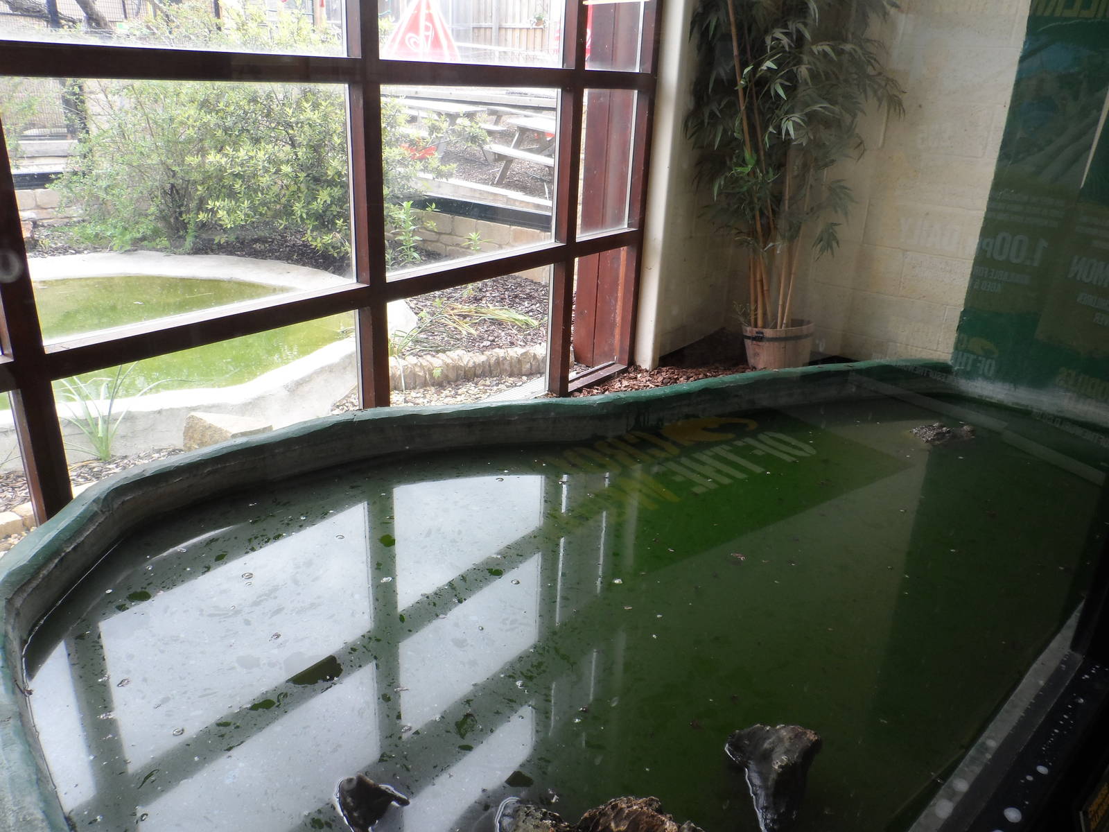 Chinese Alligator Exhibit