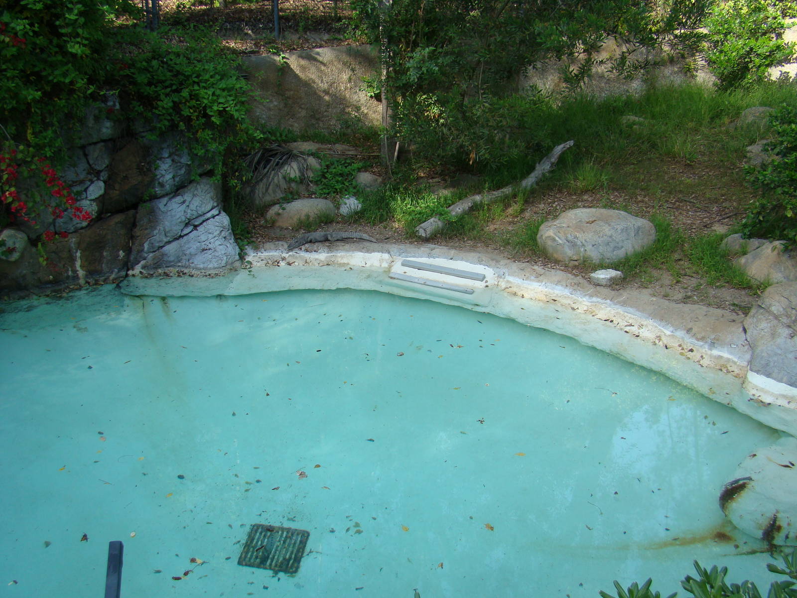 Chinese Alligator exhibit