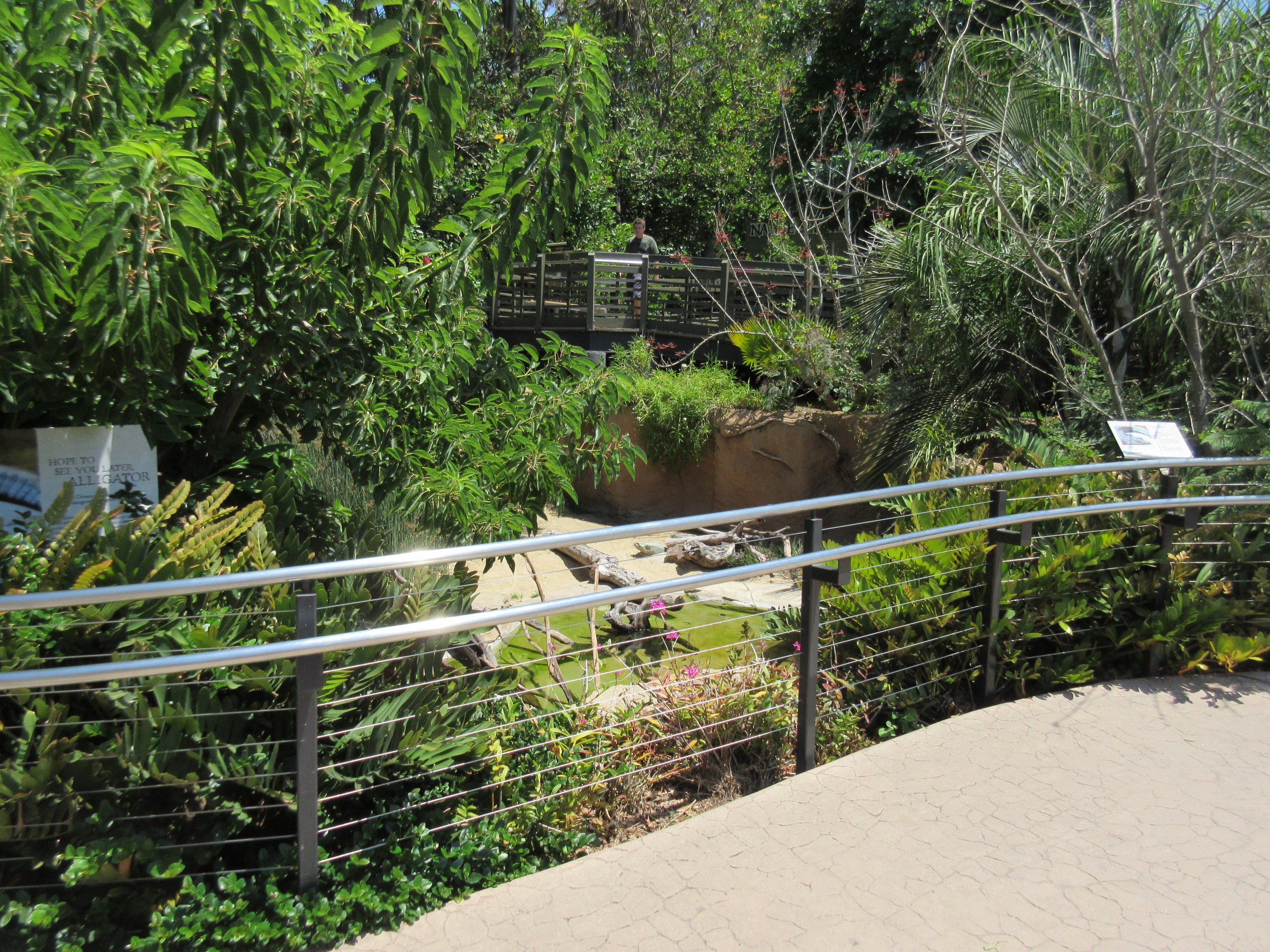Chinese Alligator Exhibit