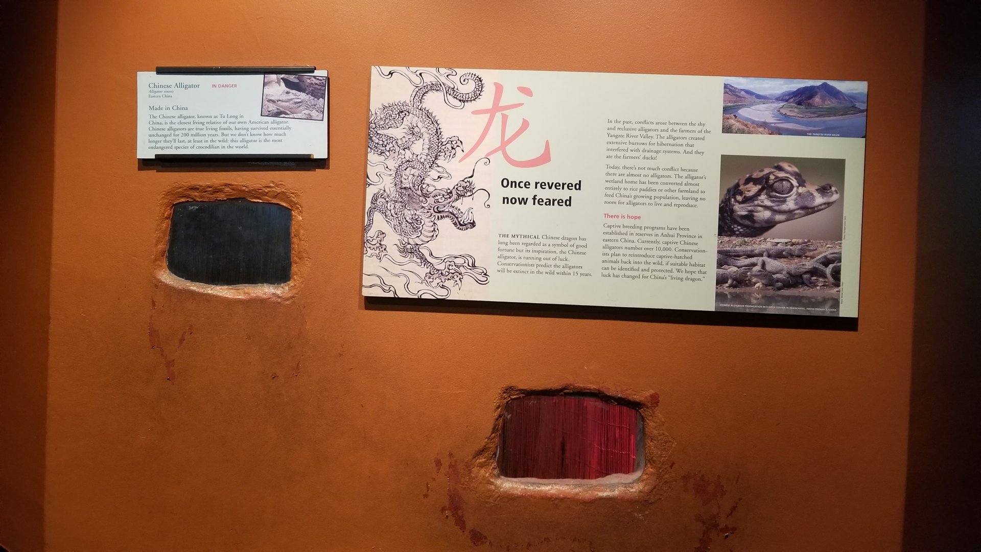 Chinese Alligator exhibit