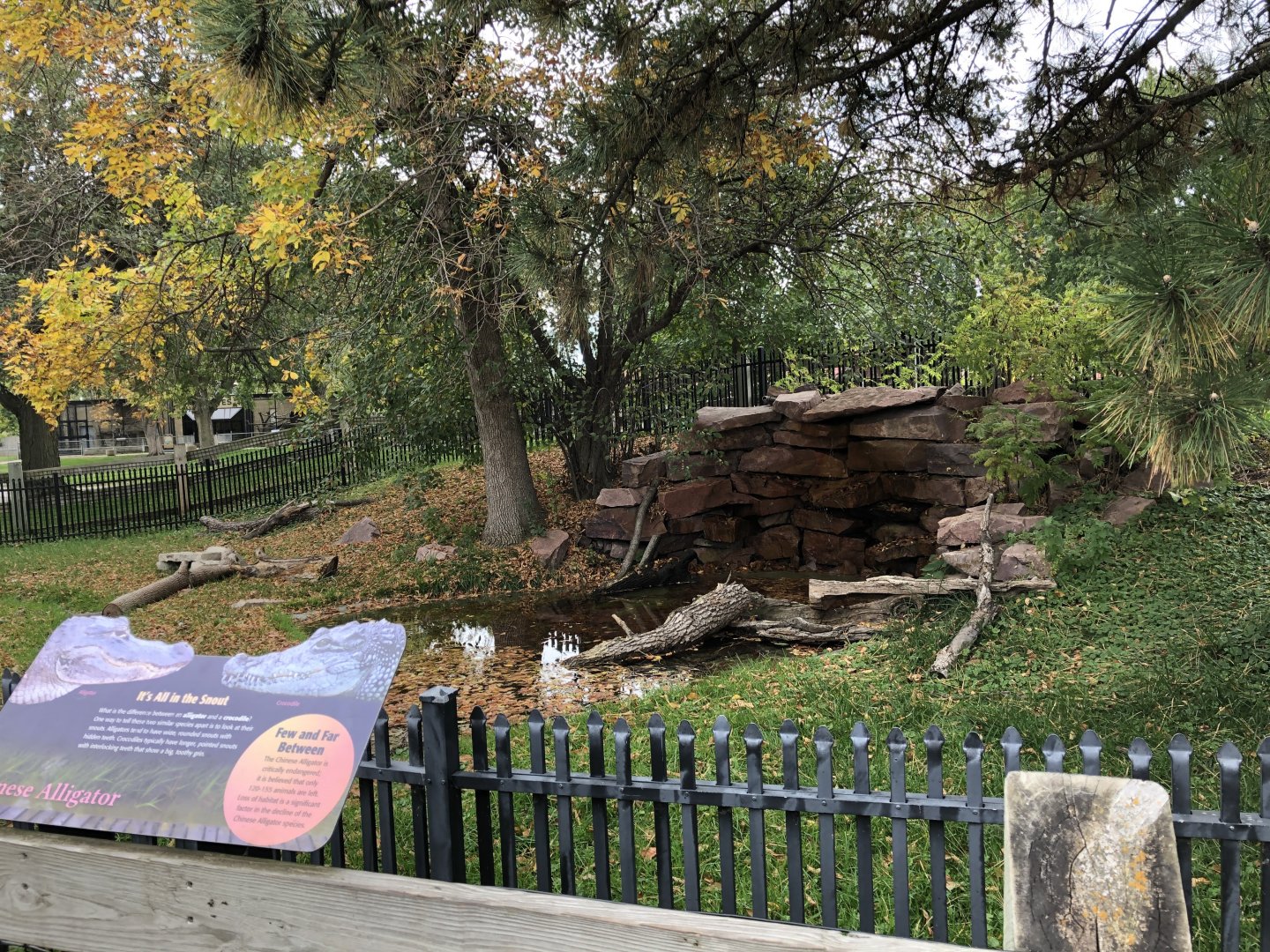 Chinese Alligator exhibit