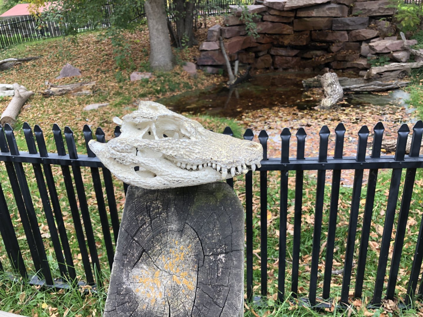 Chinese Alligator exhibit