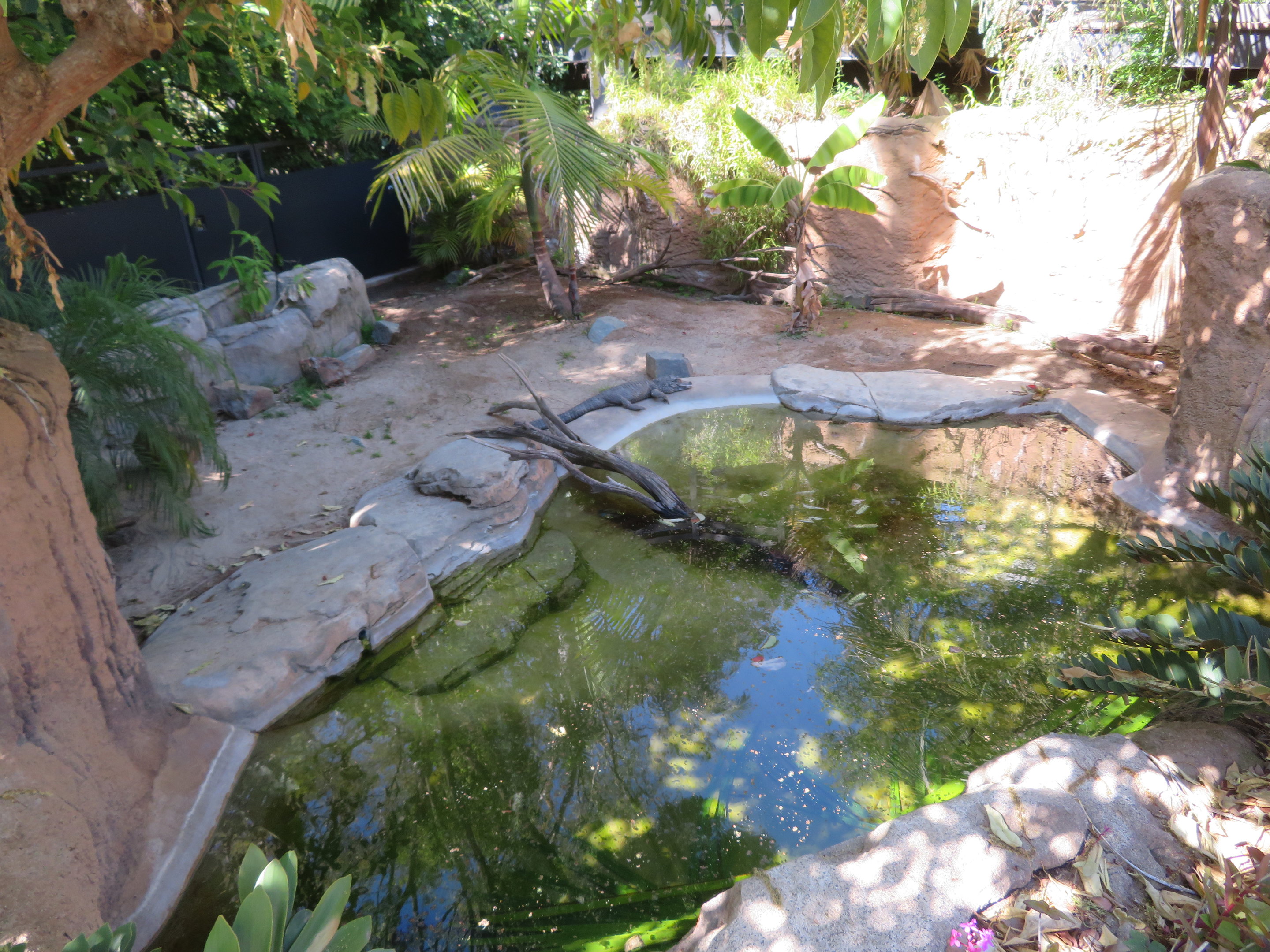 Chinese Alligator Exhibit