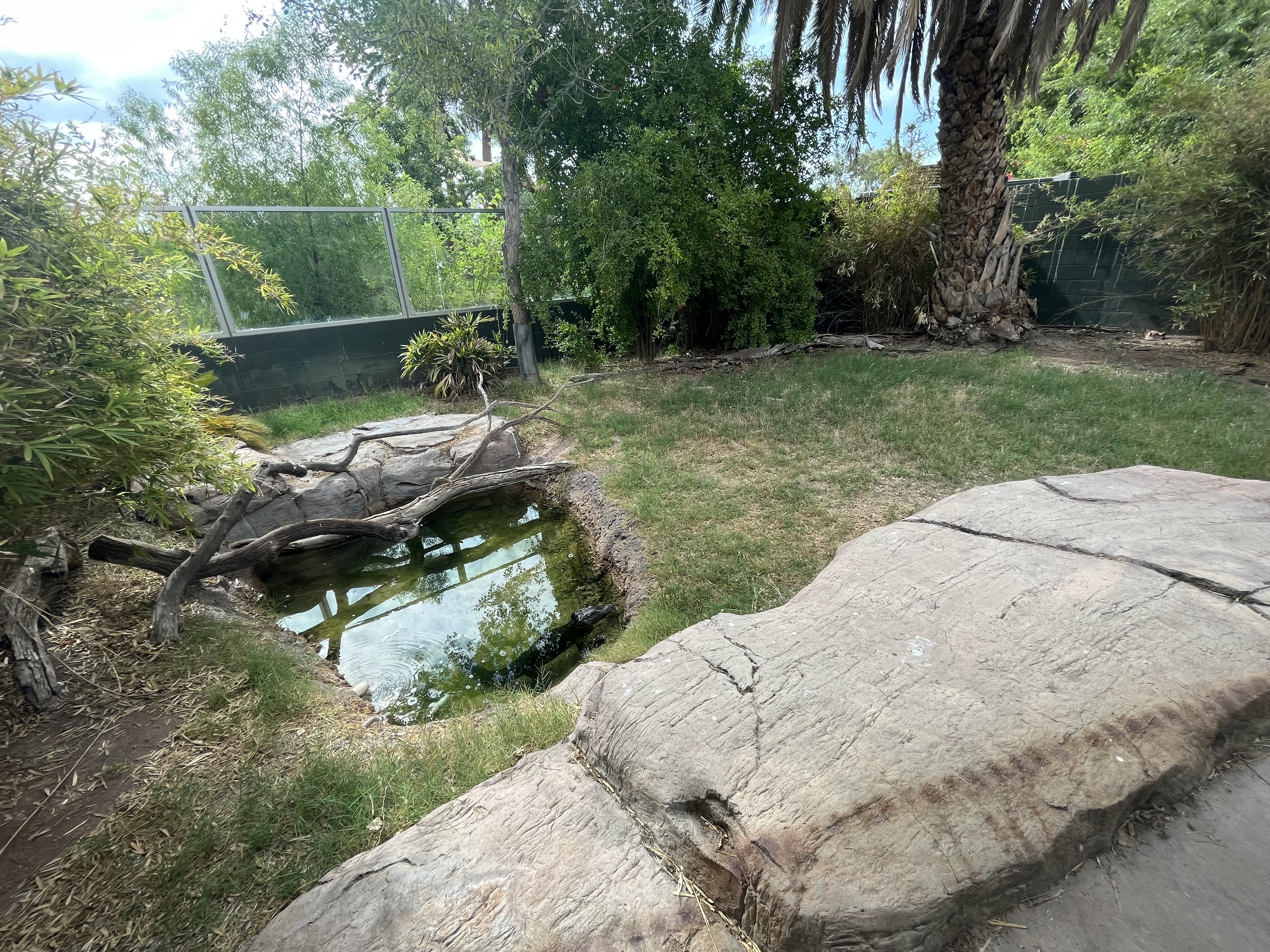 Chinese Alligator Exhibit