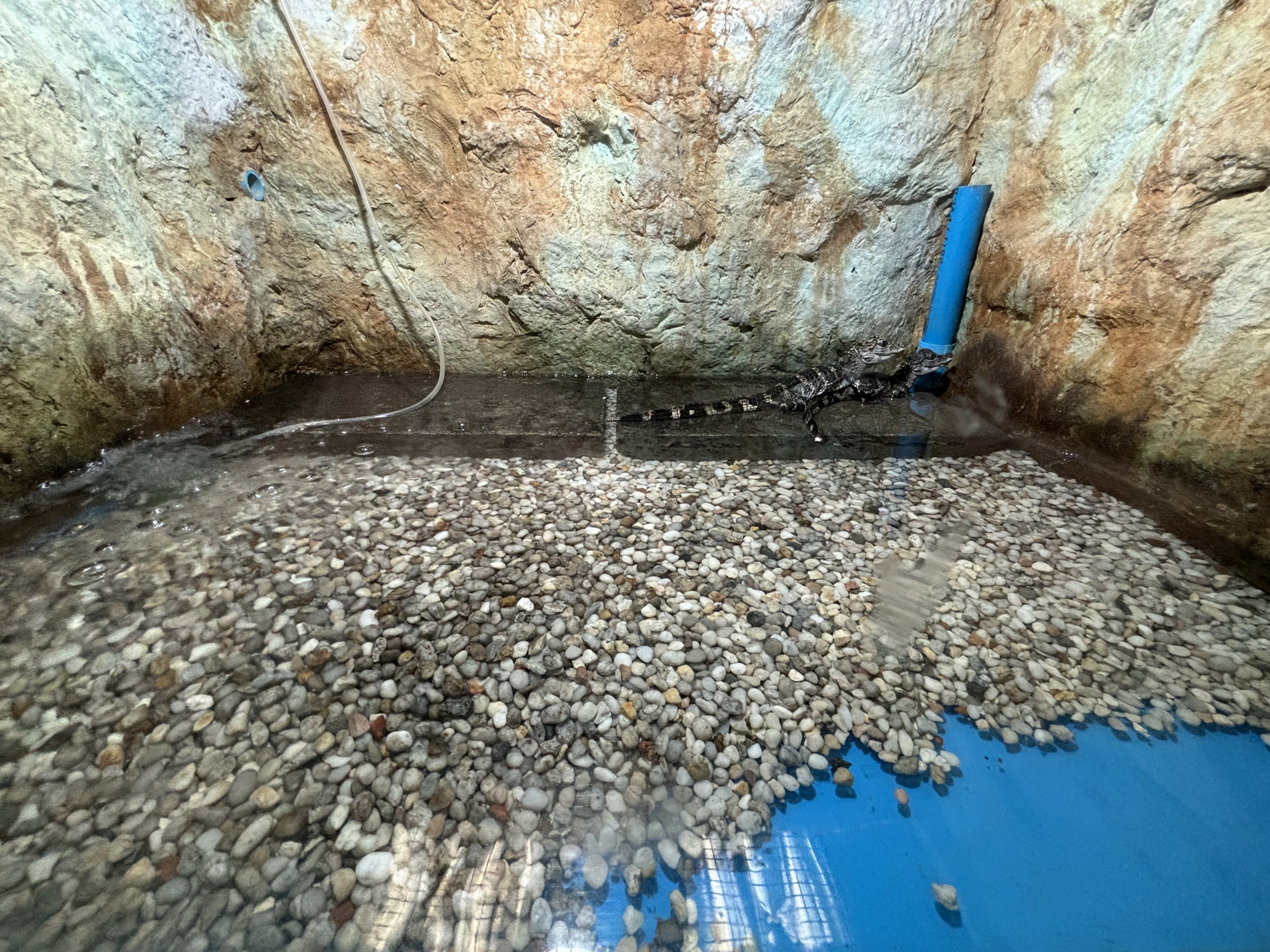 Chinese Alligator Exhibit