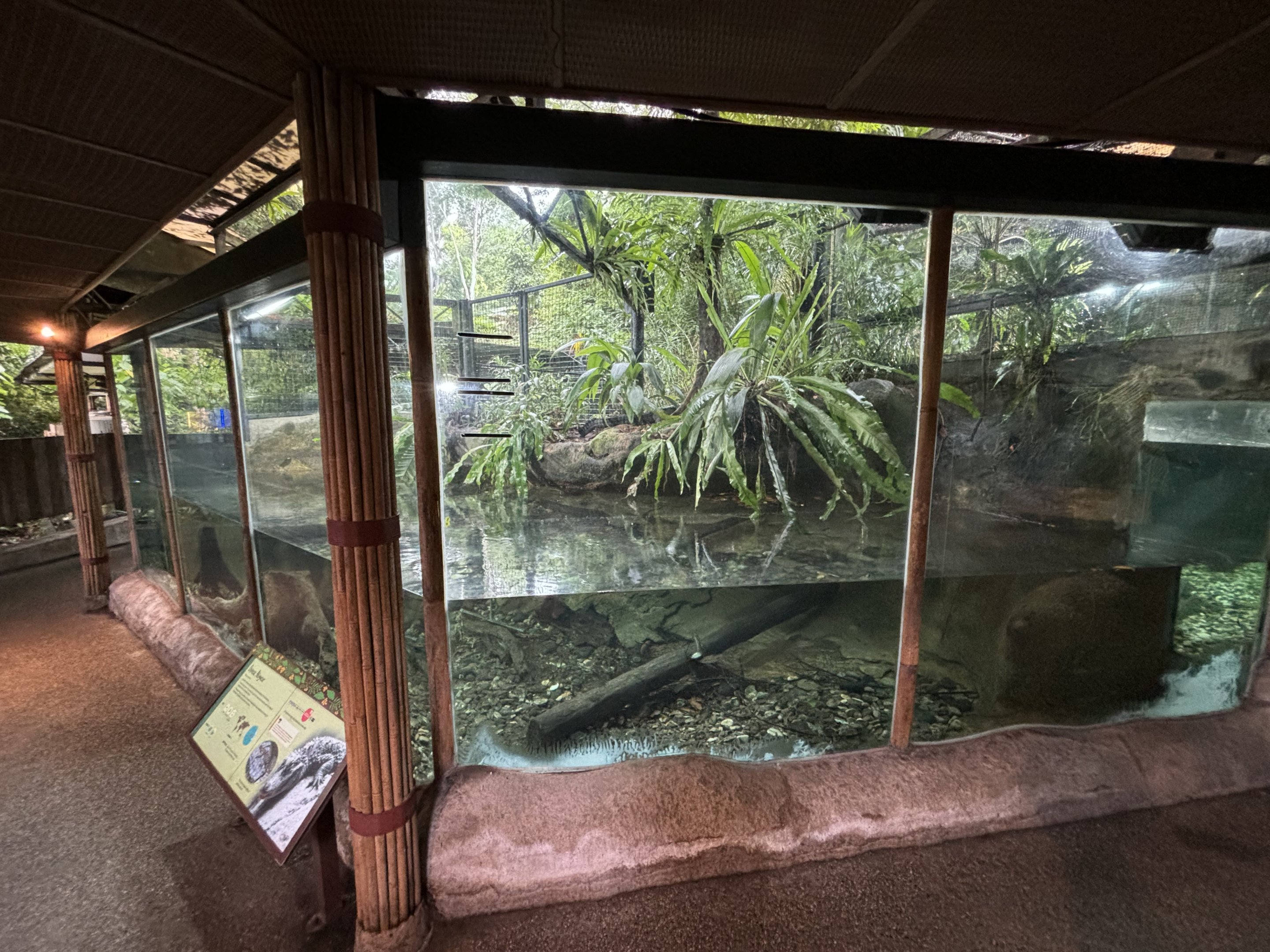 Chinese Alligator Exhibit
