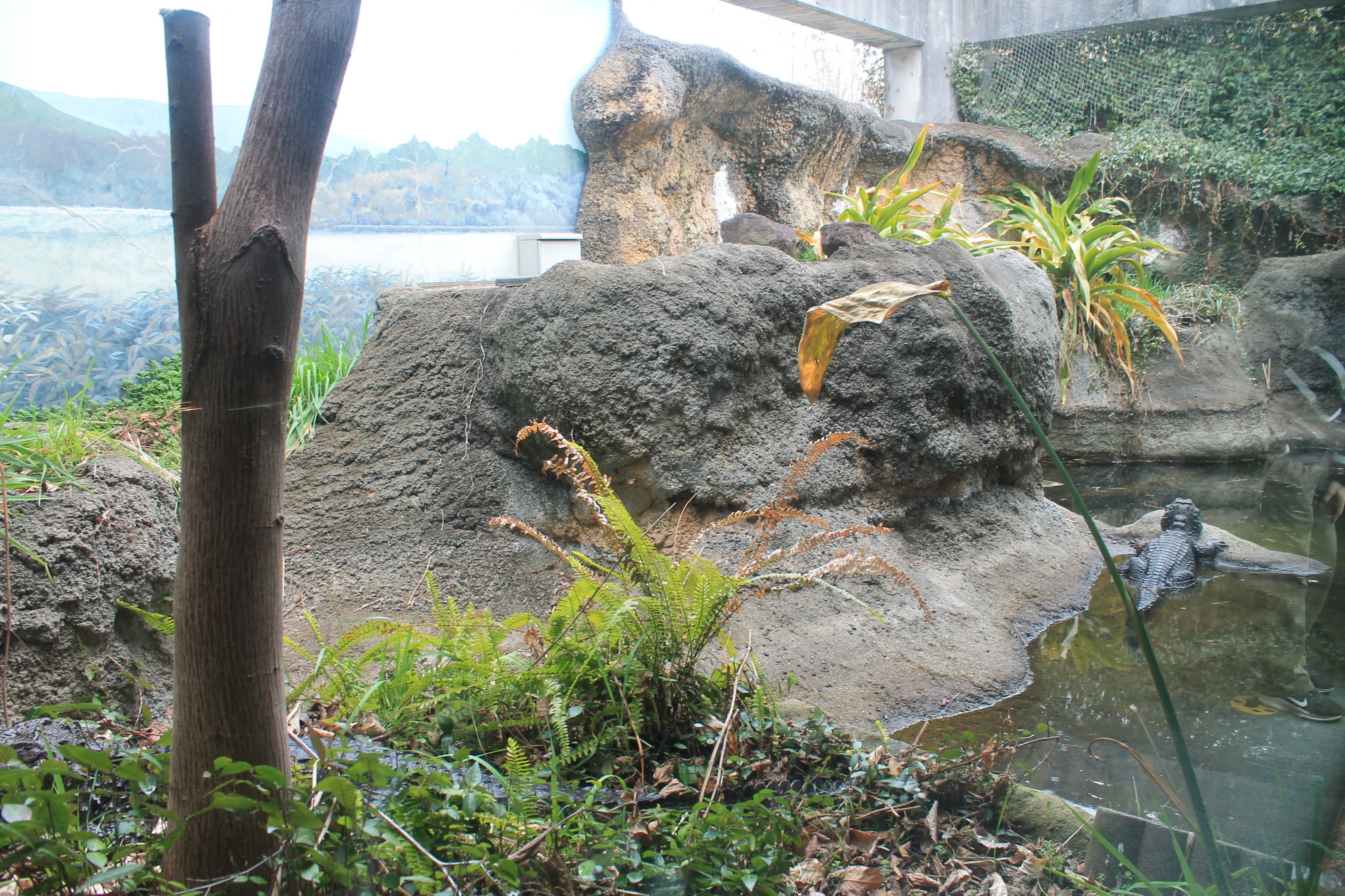 Chinese Alligator exhibit