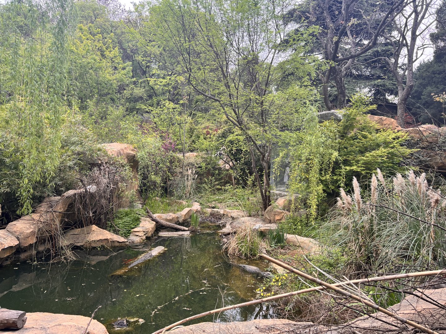Chinese Alligator Exhibit