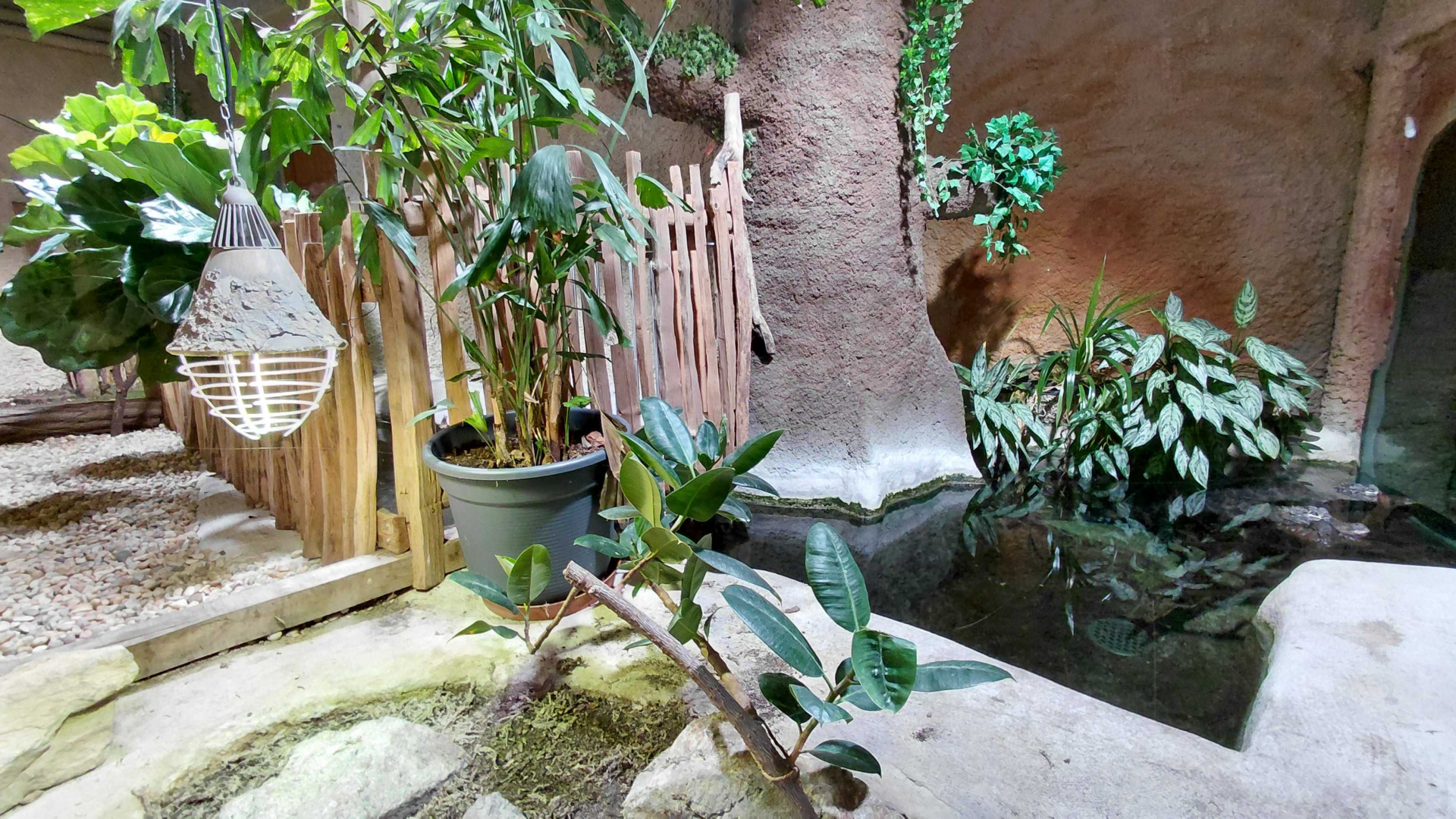 Chinese alligator exhibit