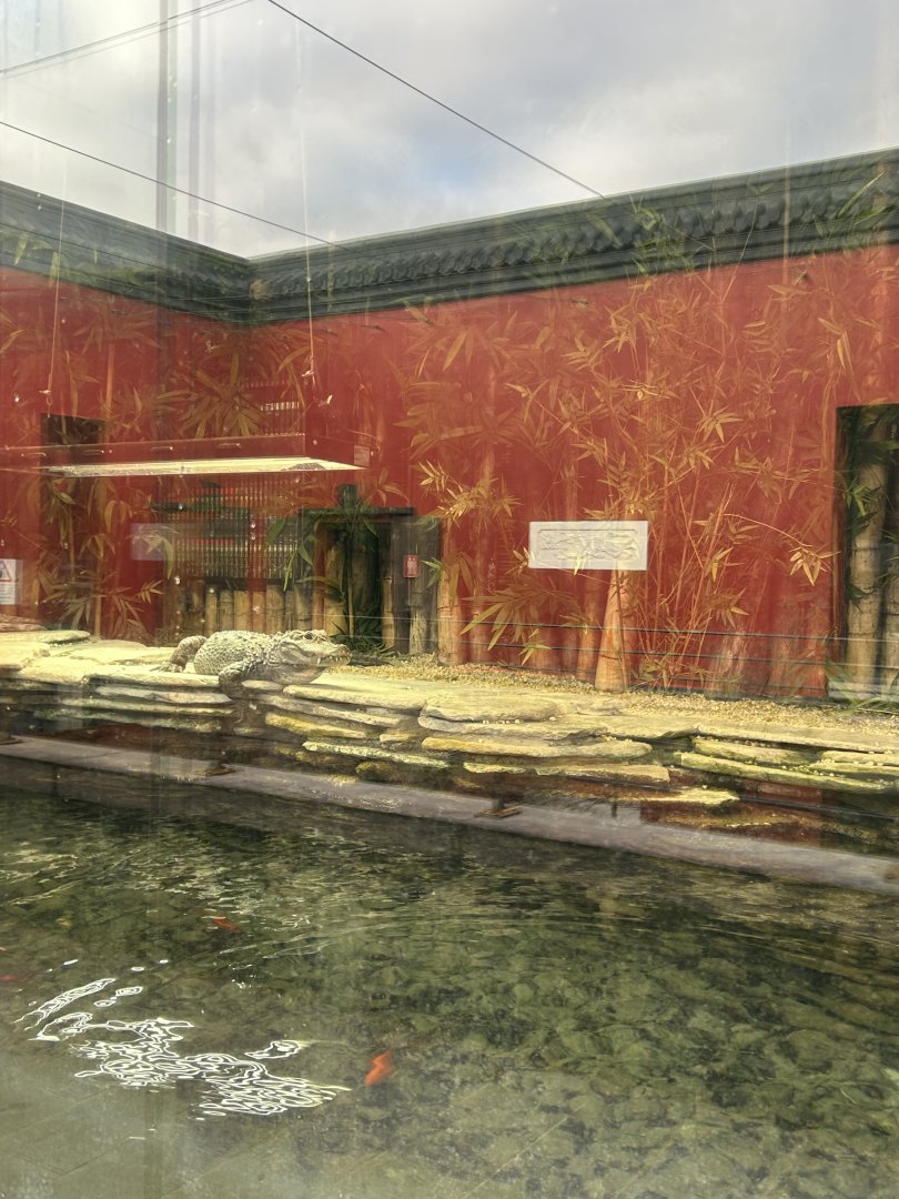 Chinese alligator exhibit