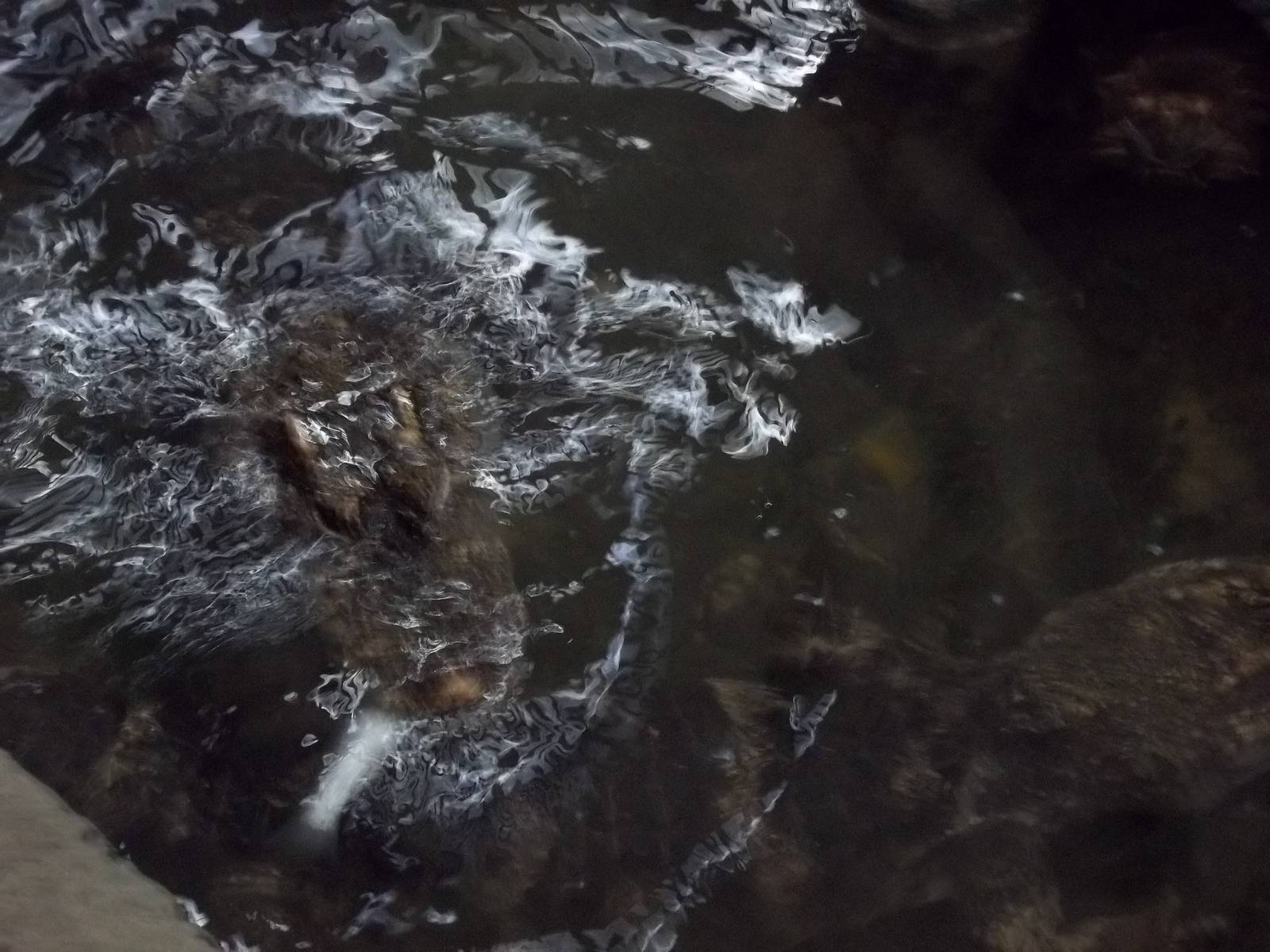 Chinese Alligator Feeding