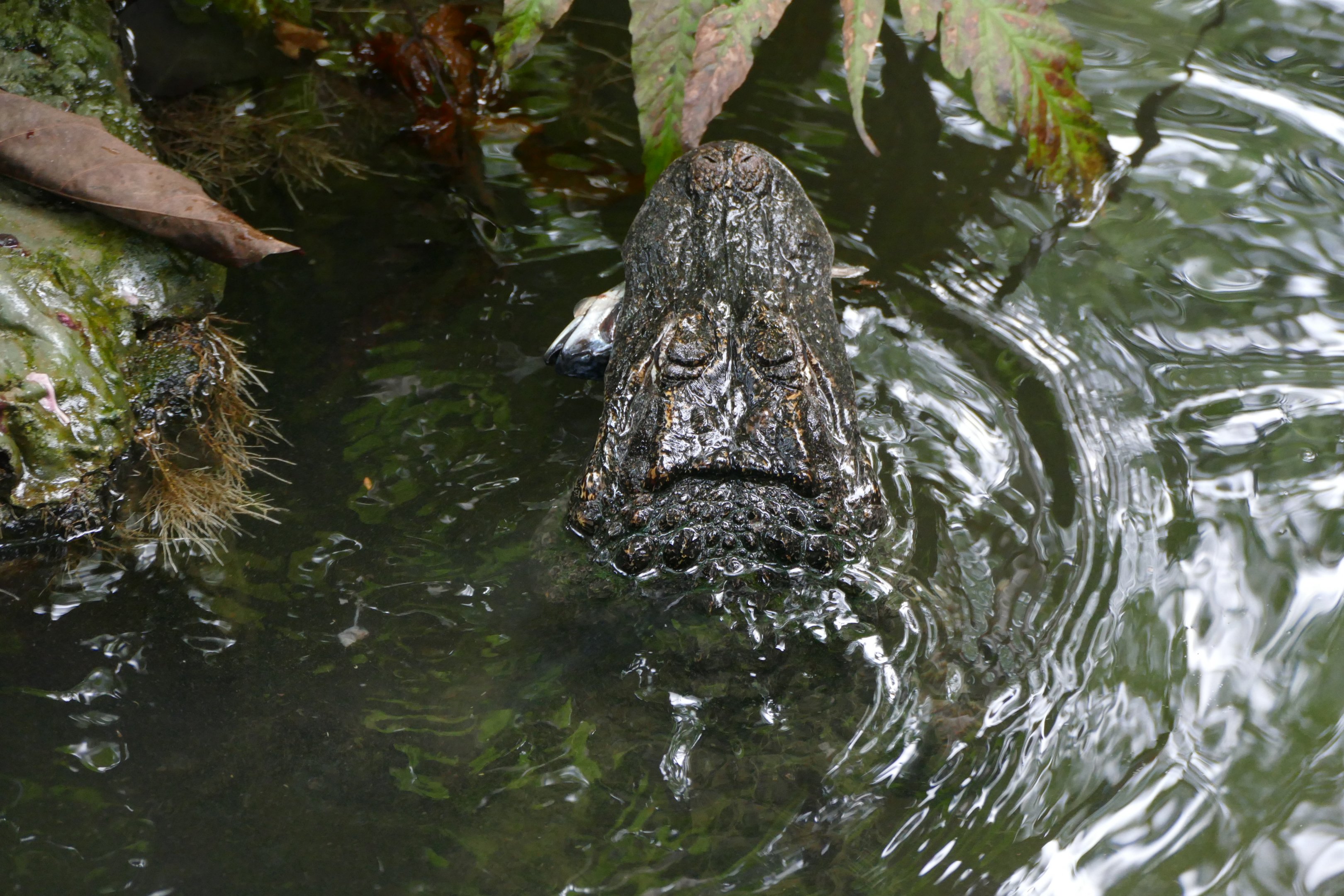 Chinese alligator getting a meal
