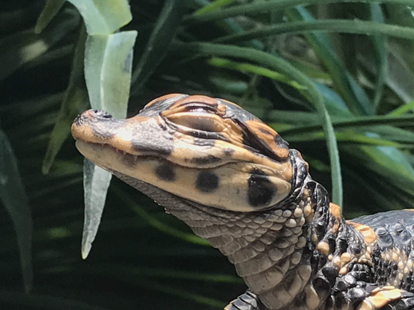 Chinese Alligator hatchling