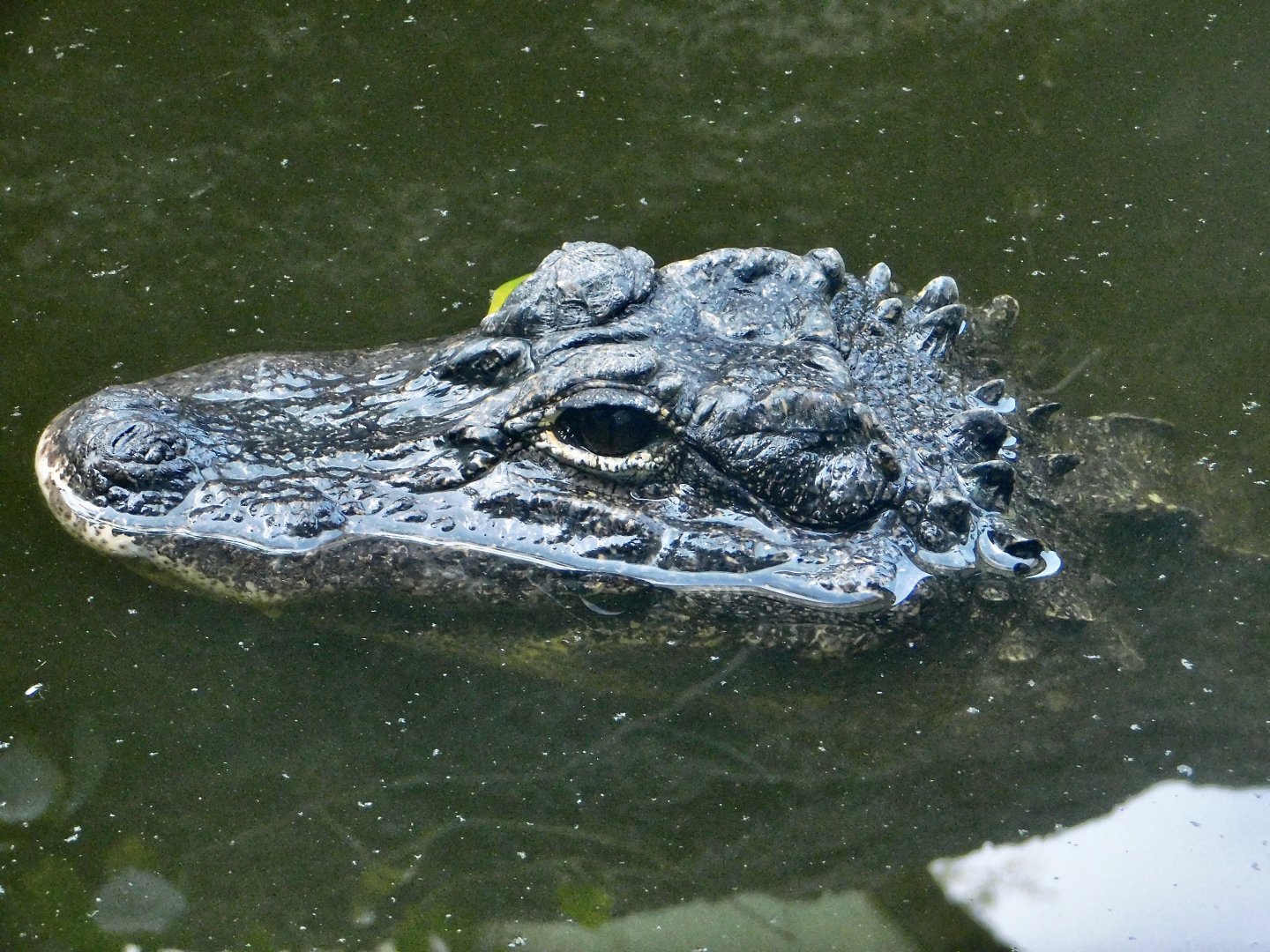 Chinese Alligator in muddy water August 8, 2025