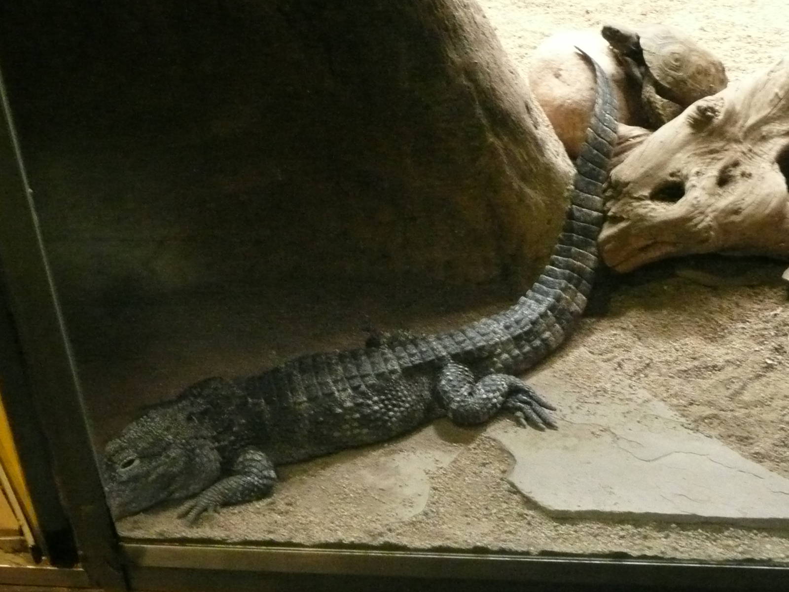 Chinese Alligator in Terrarium .