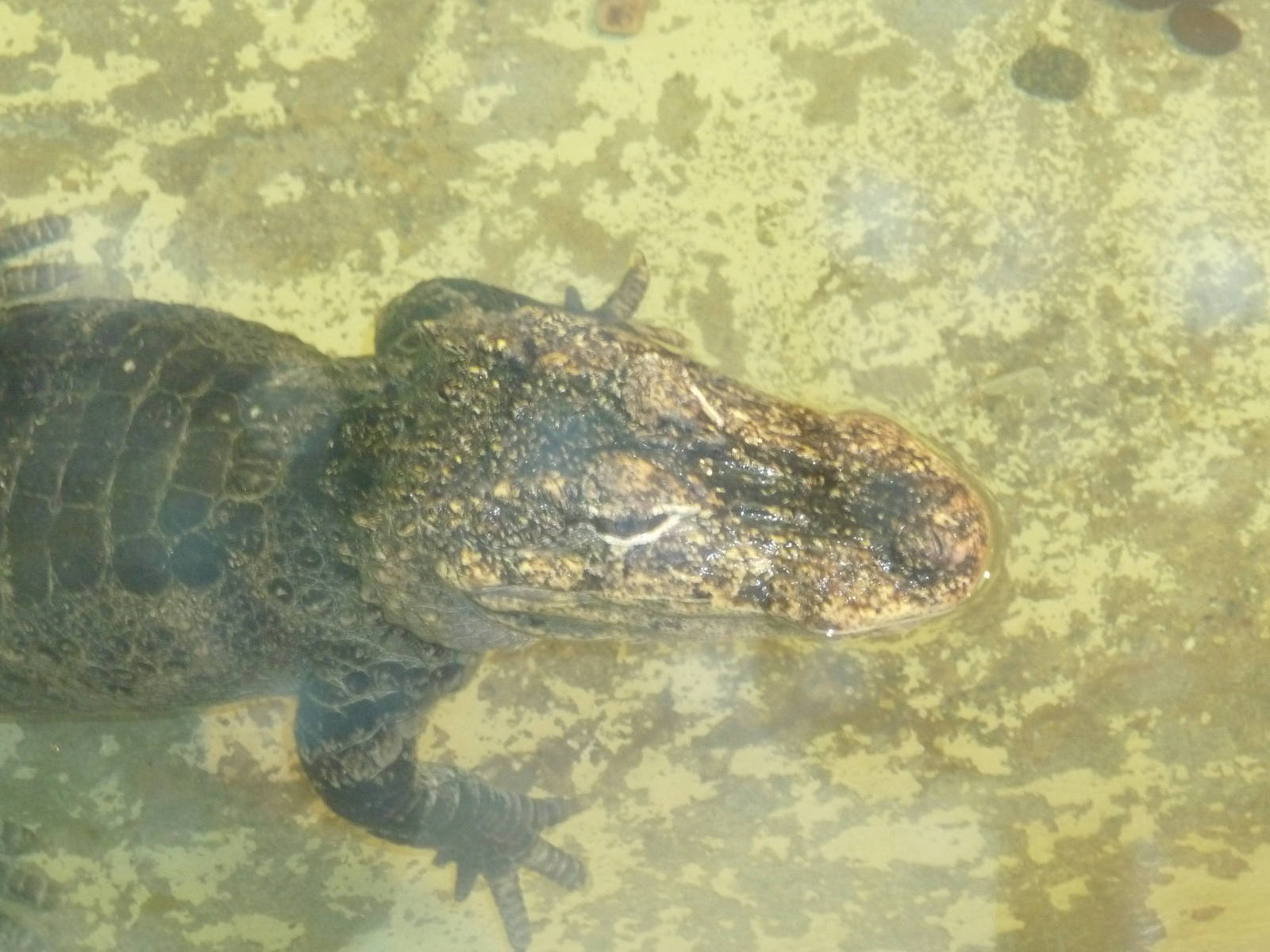 chinese alligator milwaukee zoo 2011