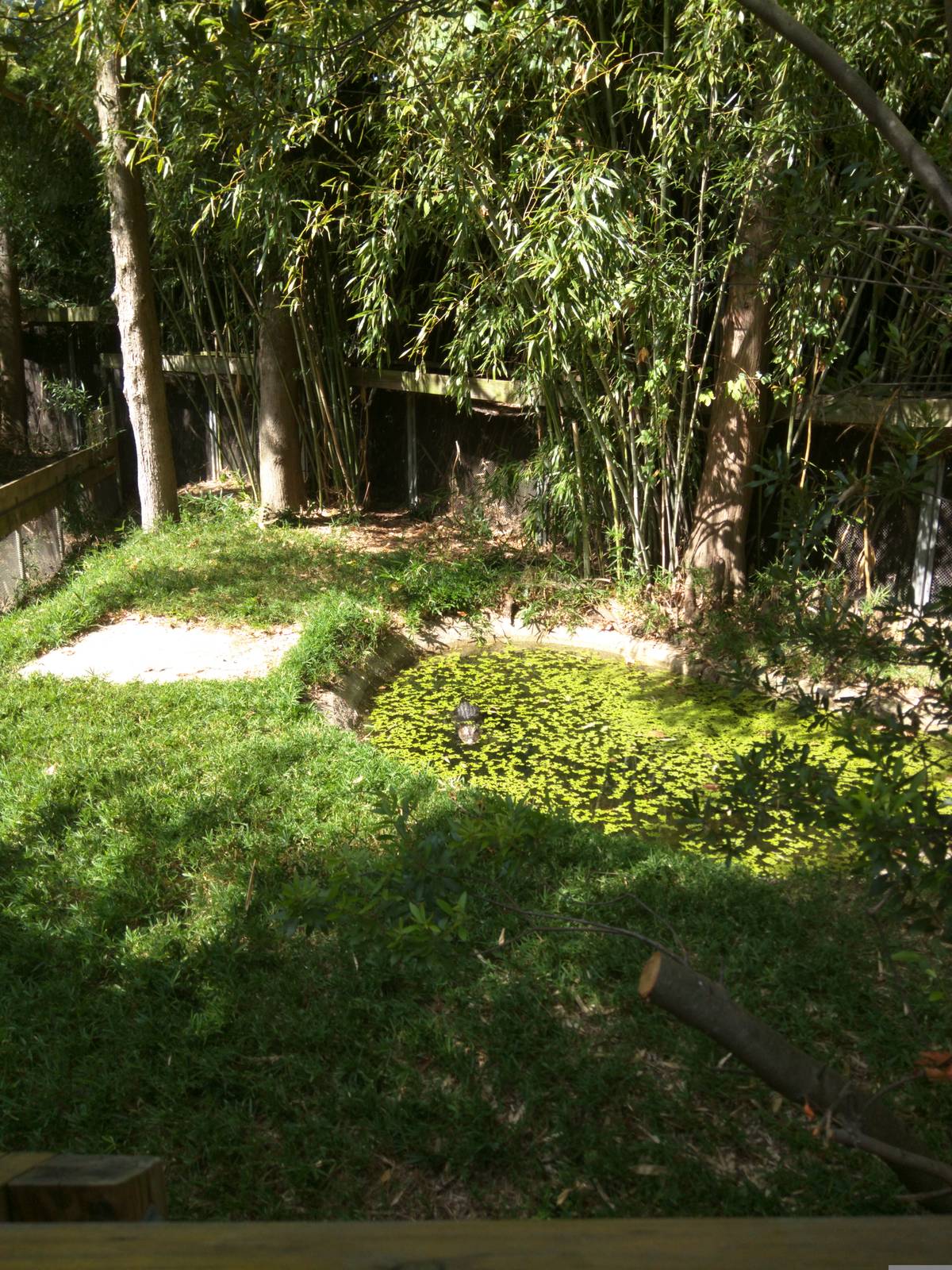 Chinese alligator outdoor exhibit