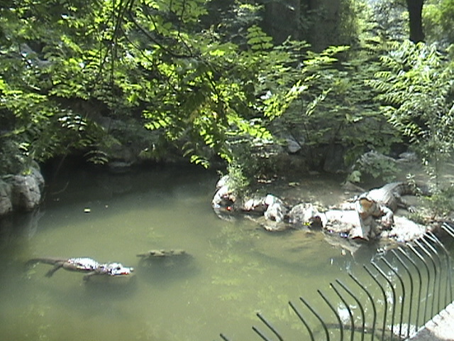 Chinese Alligator Outdoor Pool