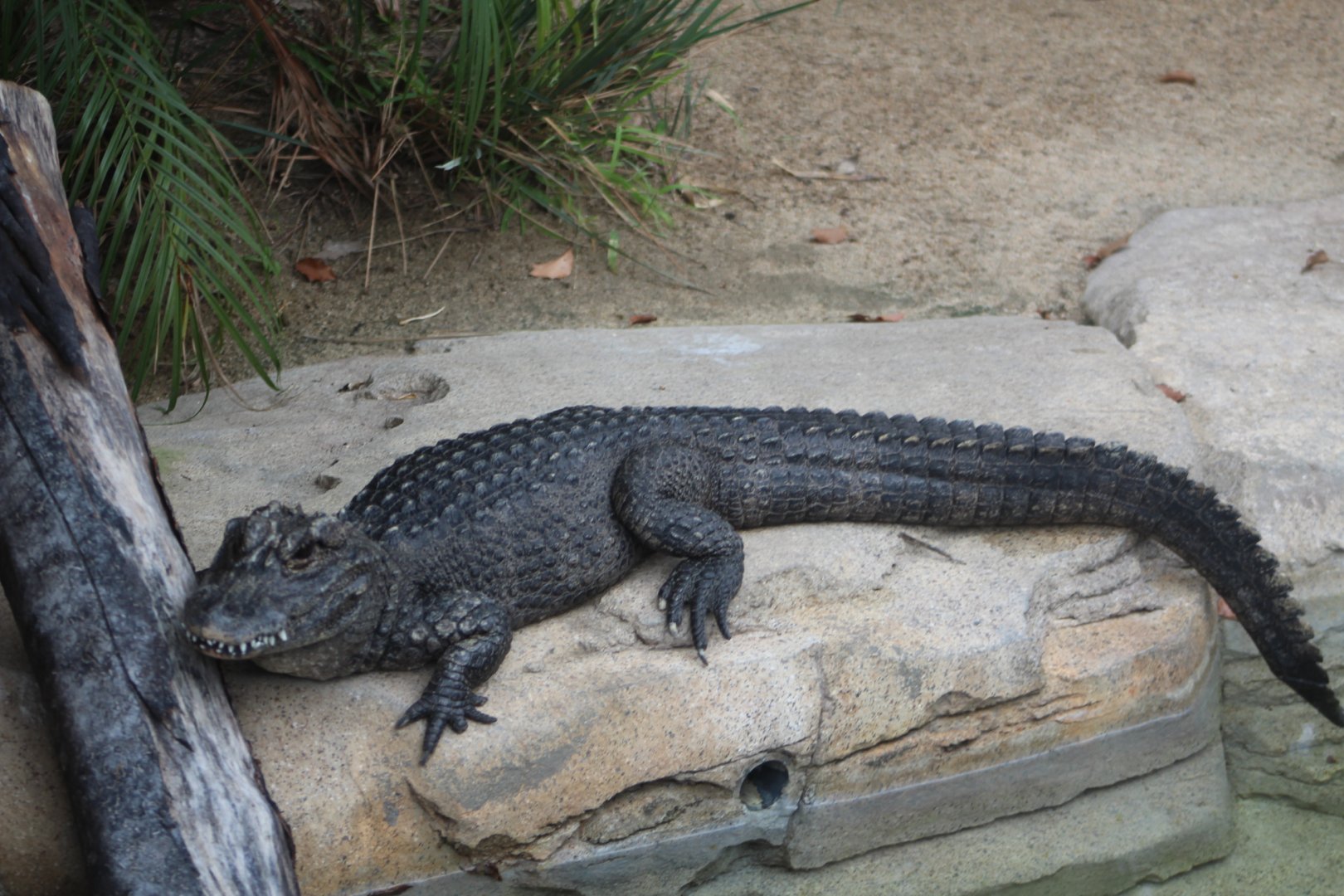 Chinese Alligator - Reptile Walk