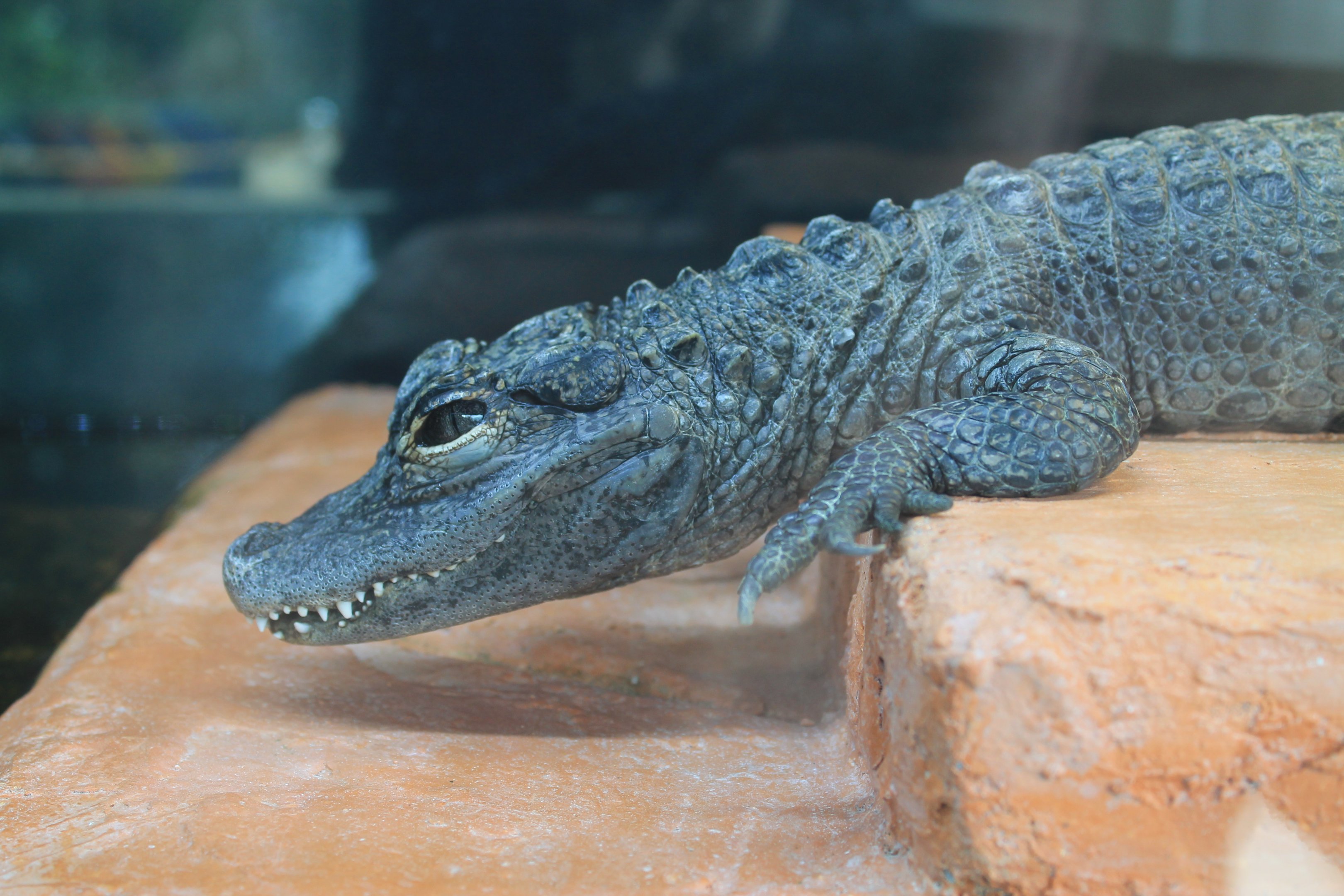 Chinese Alligator - Saitama Childrens Zoo