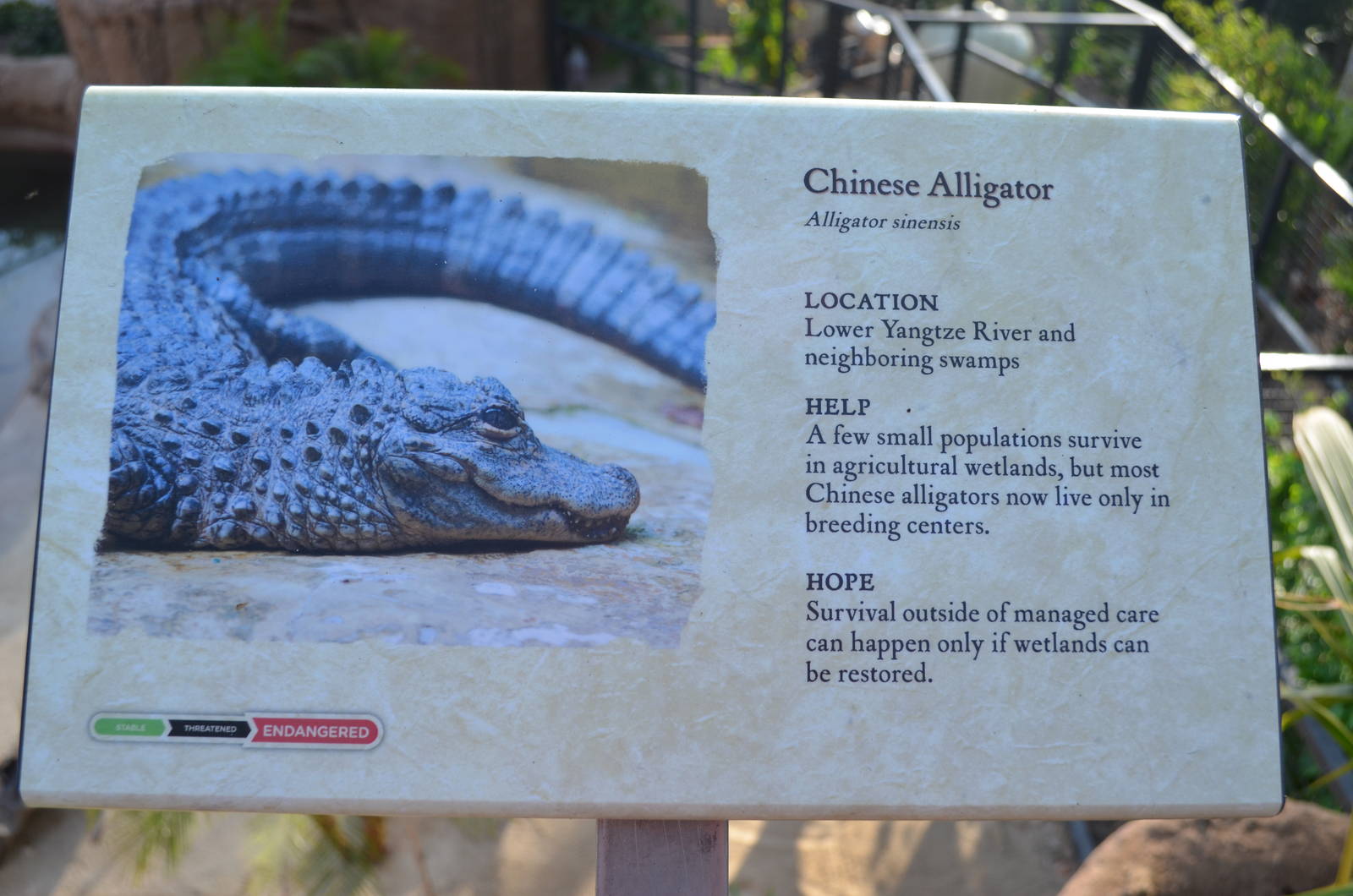 Chinese Alligator Signage