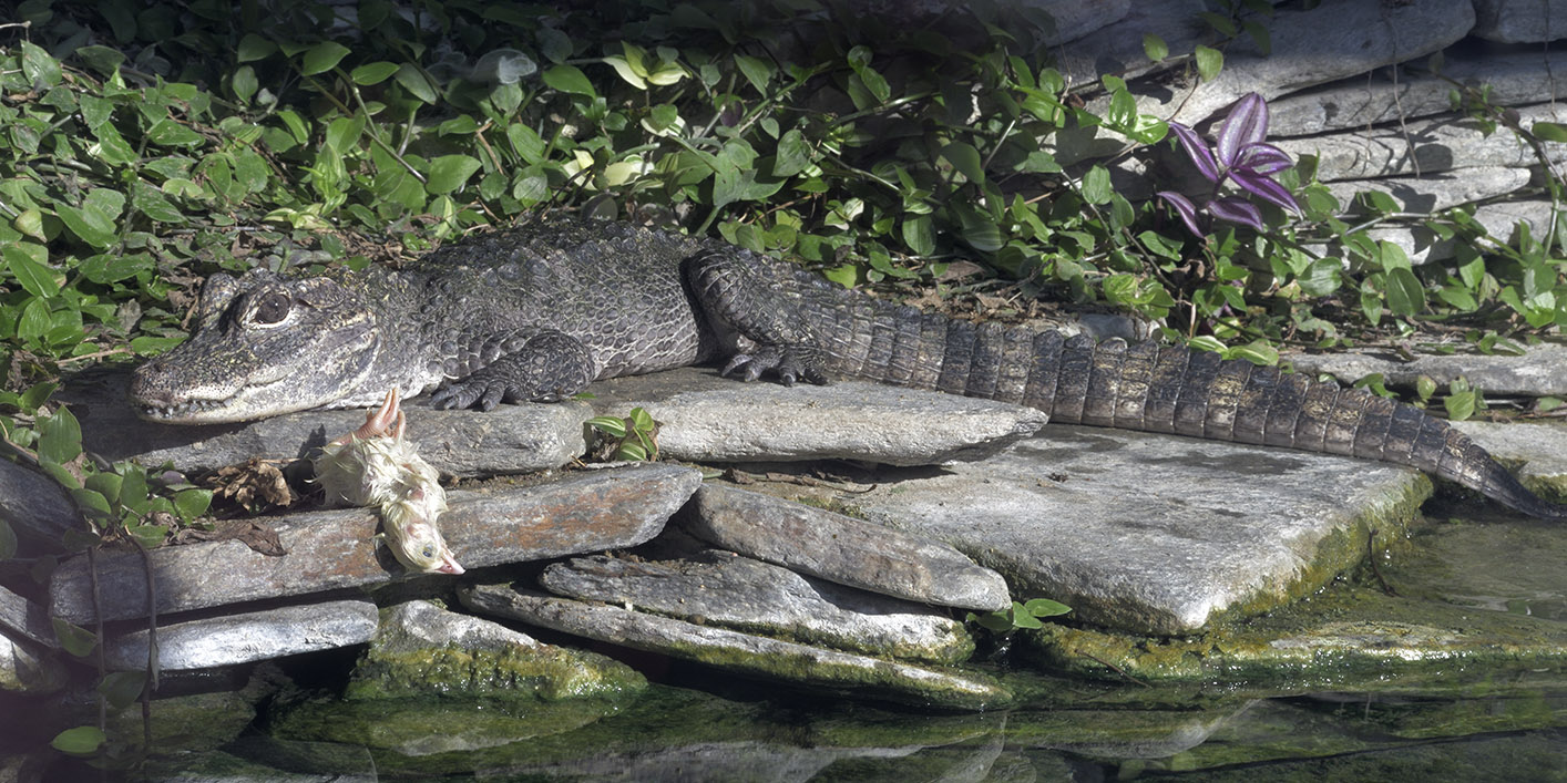 Chinese alligator + snack