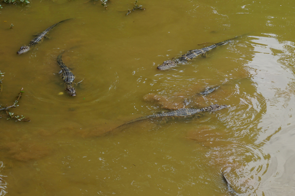 Chinese alligator sub-adult