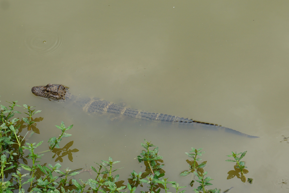 Chinese alligator sub-adult