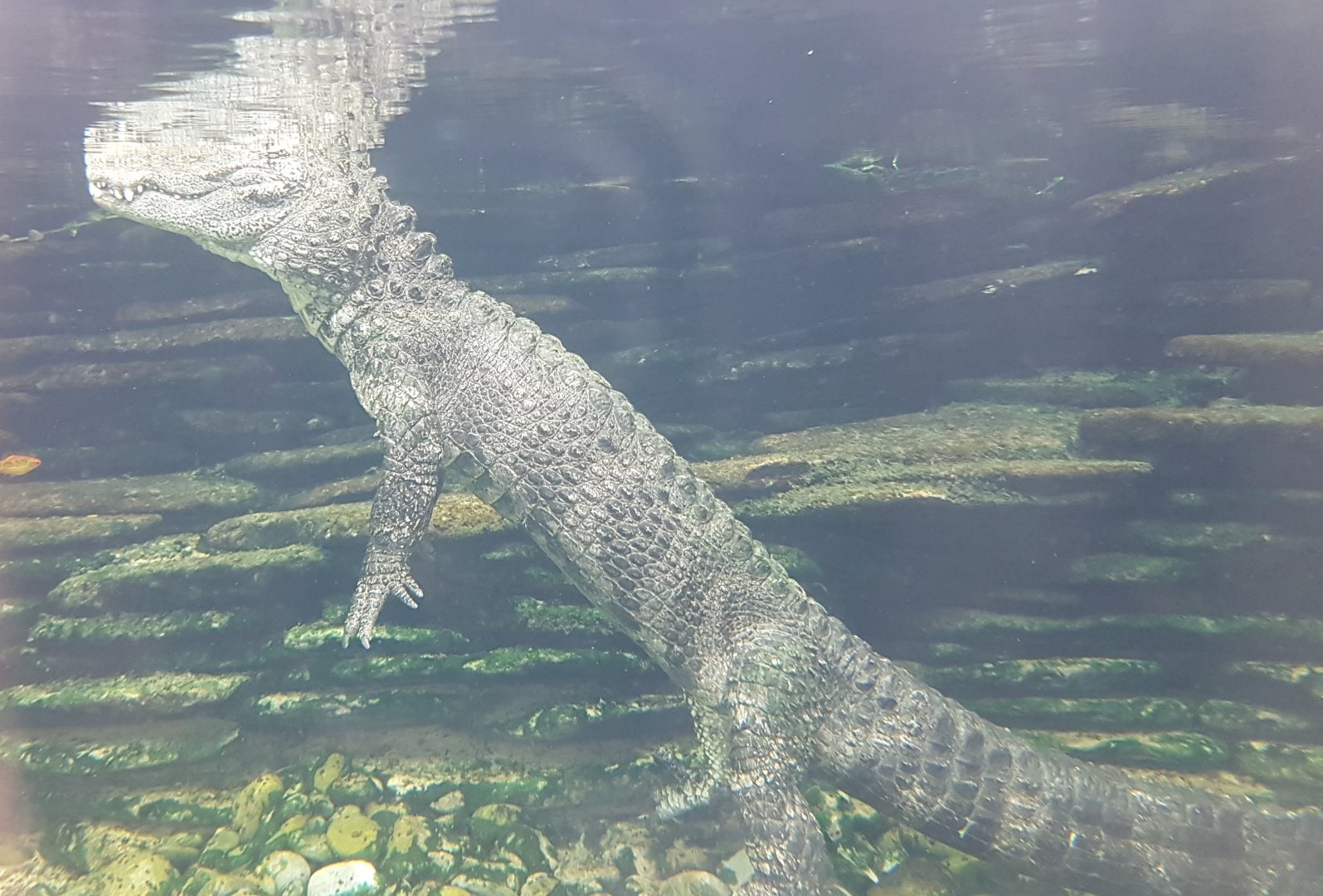 Chinese alligator - underwater-view