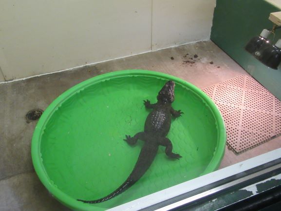 Chinese Alligator Winter Viewing