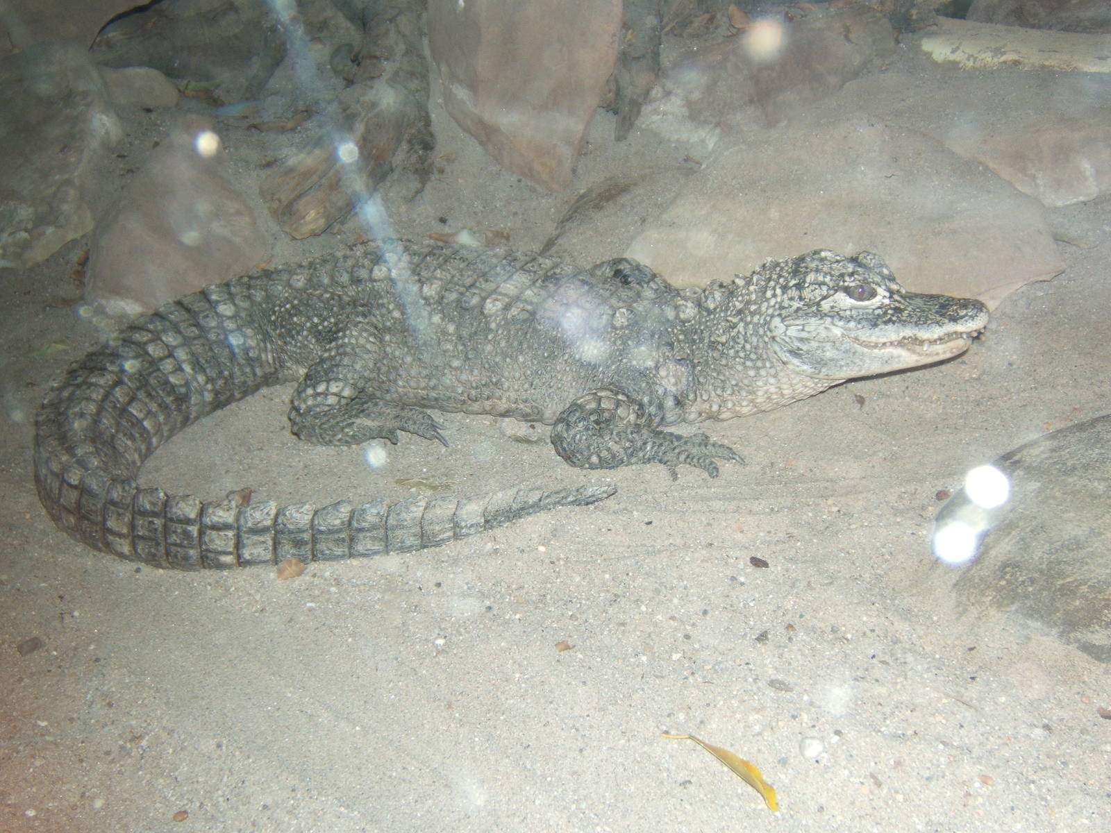 Chinese Alligator