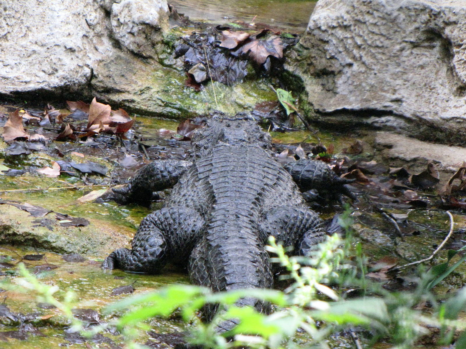 Chinese Alligator