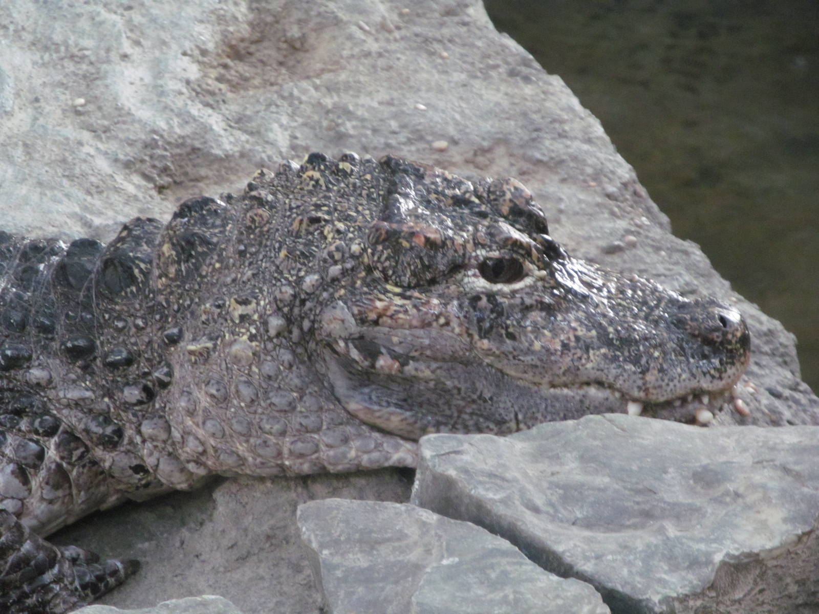 Chinese Alligator