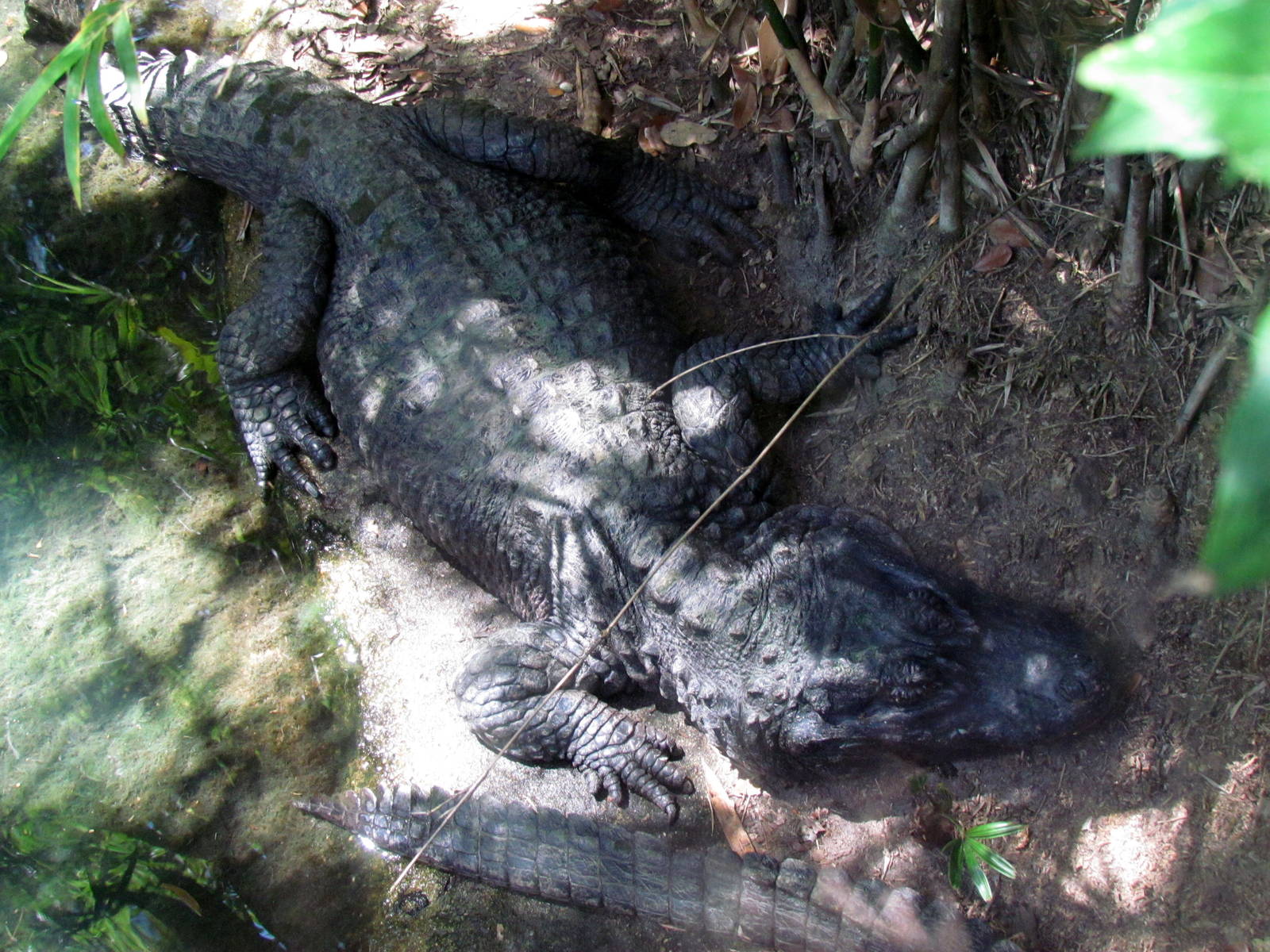 Chinese Alligator