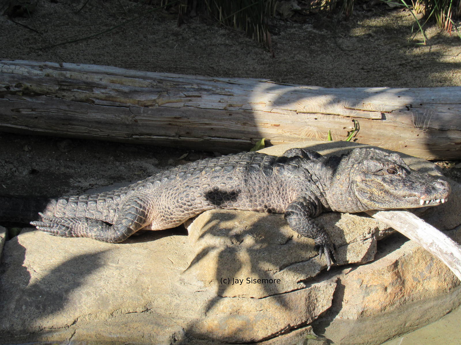 Chinese Alligator