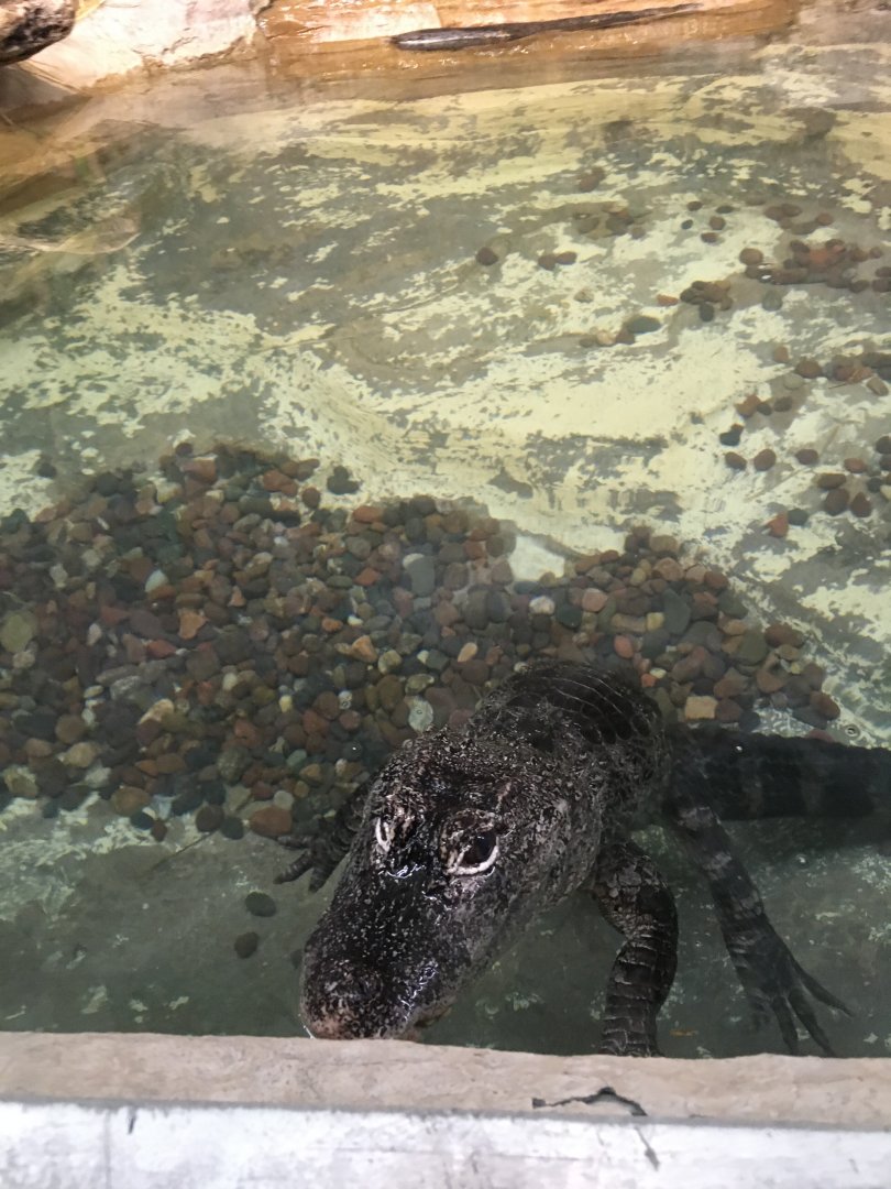Chinese alligator