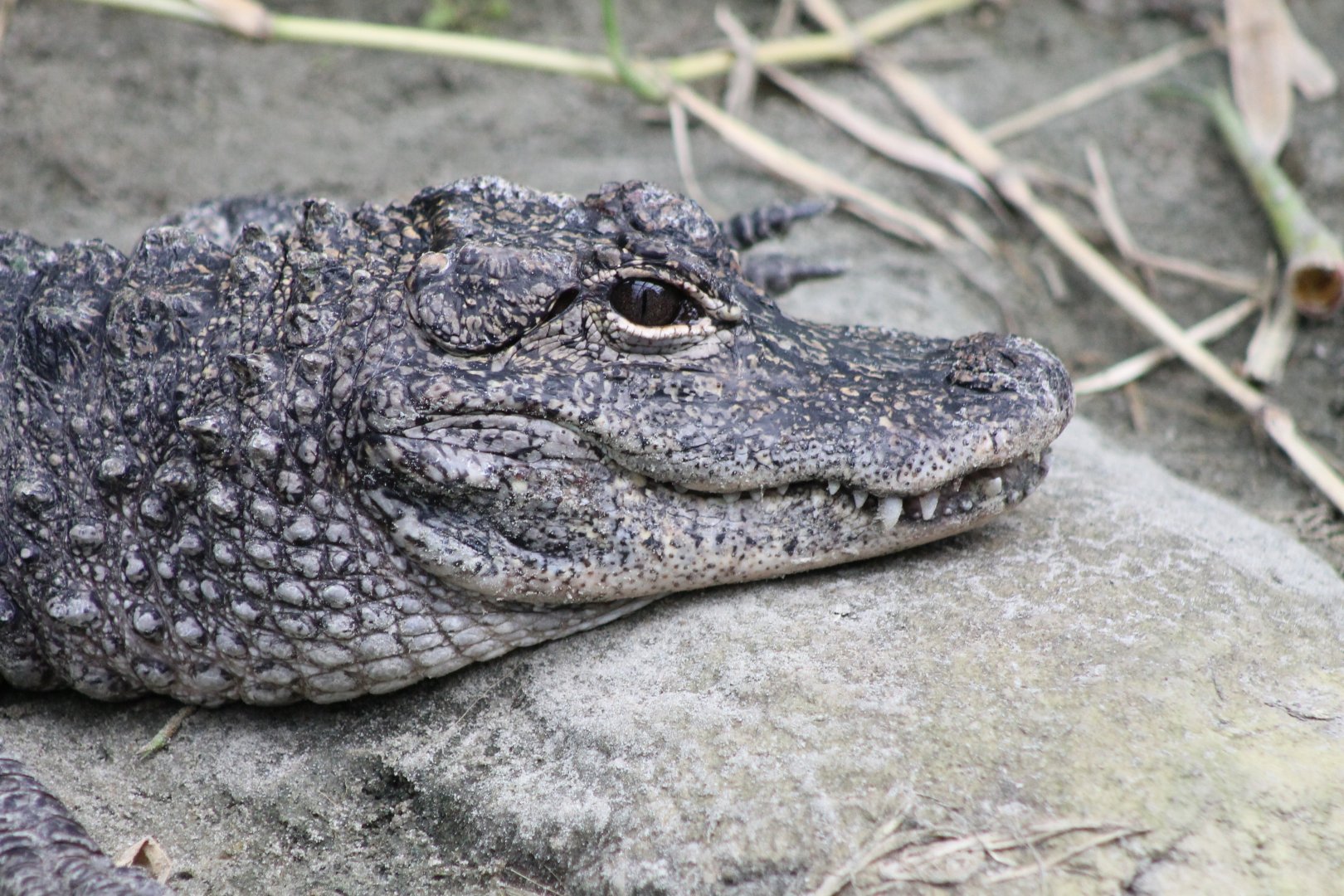 Chinese alligator