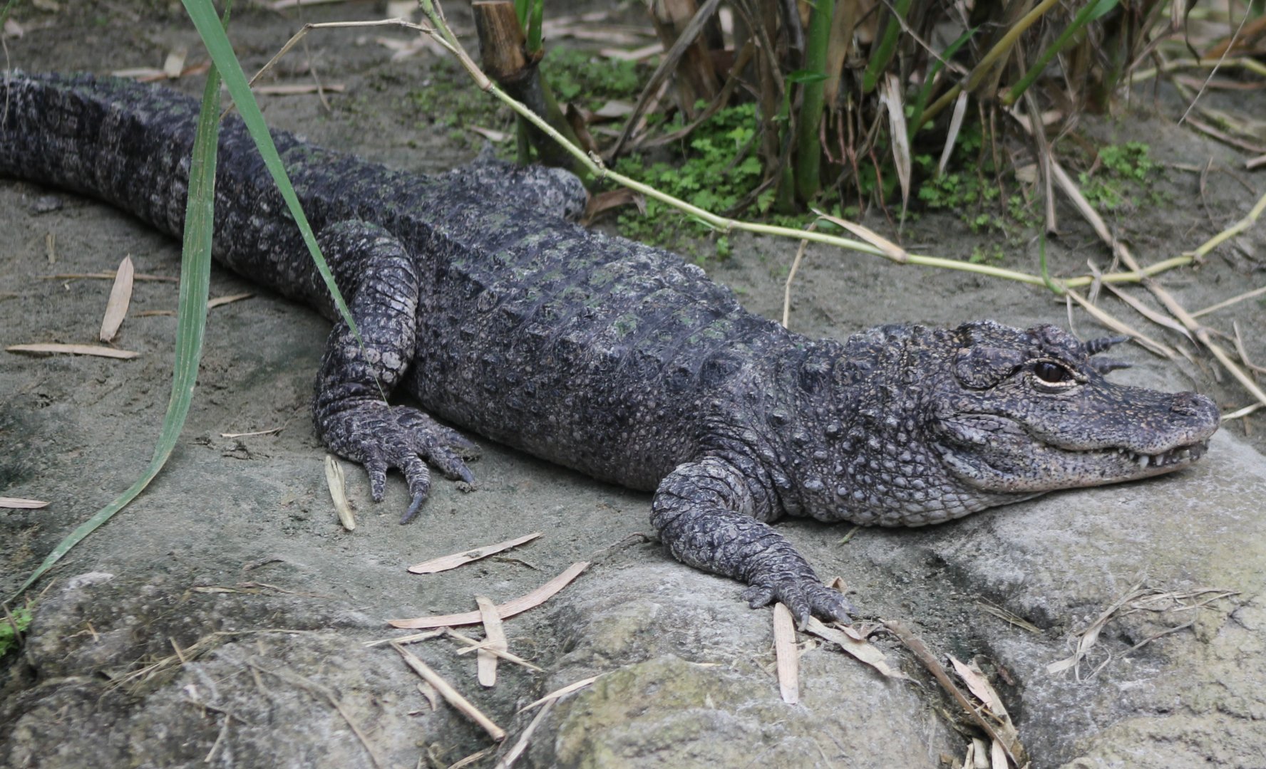 Chinese alligator