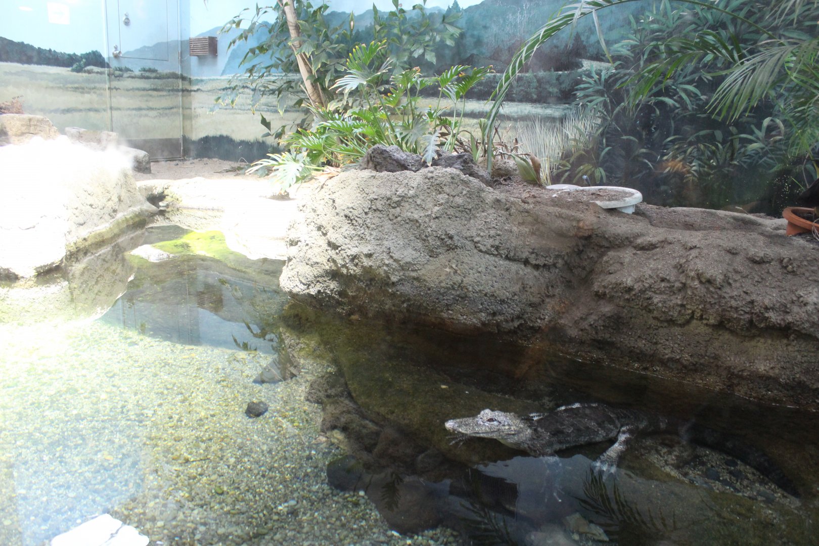 Chinese alligator