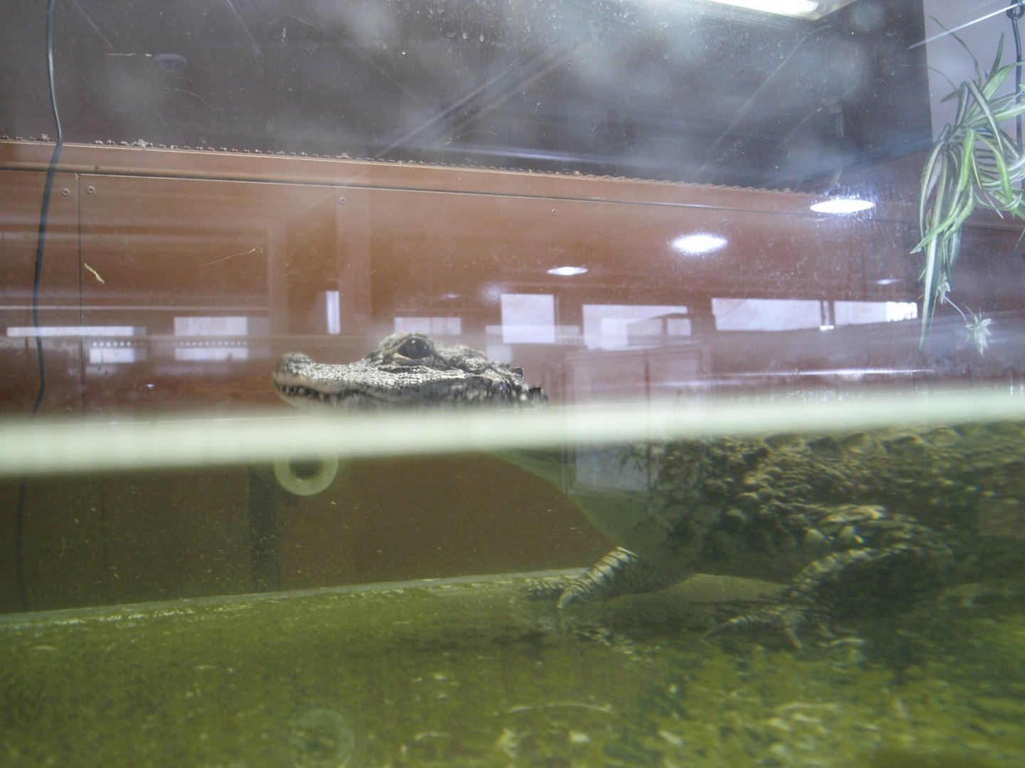 Chinese alligator