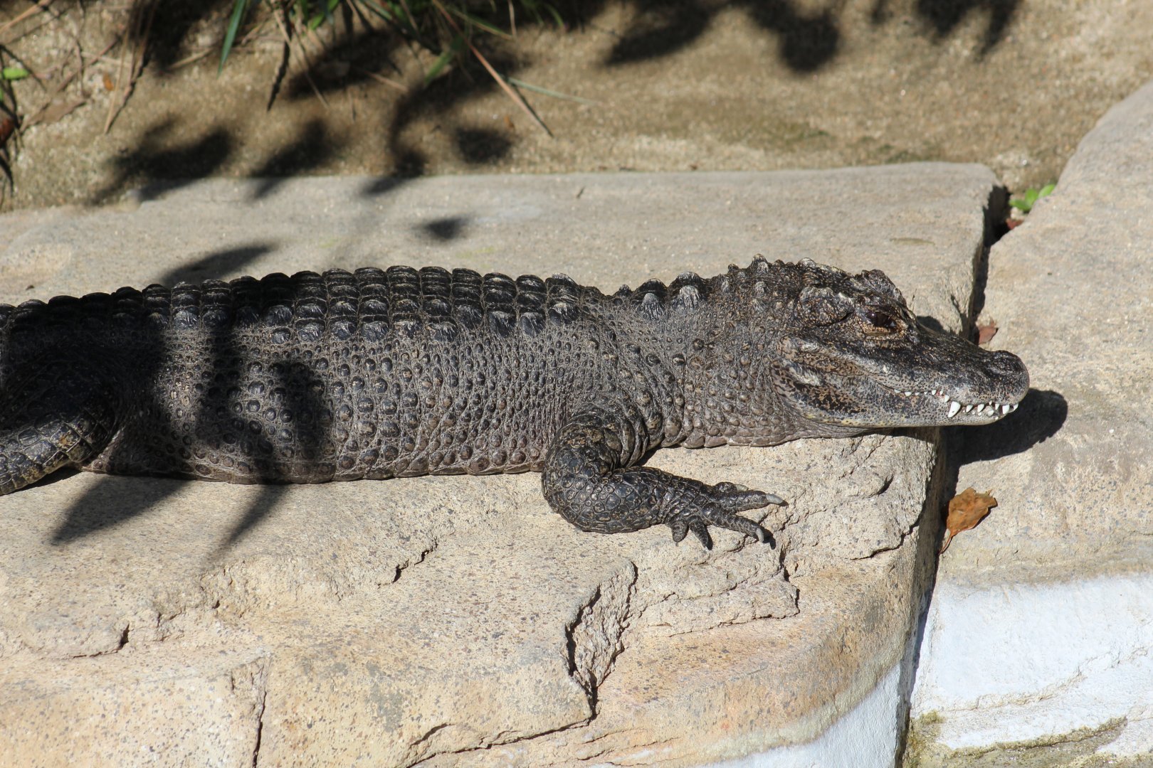 Chinese Alligator